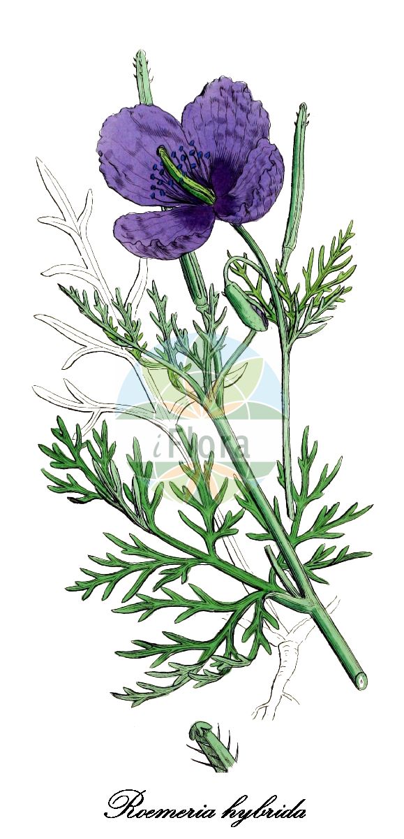 Papaver dodecandrum - Papaveraceae,Plantae,Pteridobiotina,Angiosperms,Ranunculales,Papaveraceae,Papaveroideae,Papavereae,Papaver,Papaver dodecandrum,Chelidonium dodecandrum, Chelidonium violaceum, Glaucium hybridum, Glaucium integrifolium, Glaucium mesopotamicum, Glaucium trivalve, Glaucium violaceum, Papaver bivalve, Roemeria argemonoides, Roemeria bivalvis, Roemeria dodecandra, Roemeria hybrida, Roemeria hybrida subsp. dodecandra, Roemeria hybrida var. tenuifolia, Roemeria hybrida var. velutino-eriocarpa, Roemeria orientalis, Roemeria pinnatifida, Roemeria schimperi, Roemeria simplex, Roemeria tenuifolia, Roemeria vermiculata, Roemeria violacea,Violette Roemerie;Violetter Hornmohn;romérie hybride;roemérie hybride;amapola morada;alabol;rosella morada;ababol morado;amapola violeta;roemeria;papoila-morada;рёмерия гибридная;рёмерия фиолетовая;pıtpıt otu;rosella morada;purpurvallmo;ремерія гібридна;рьомерия;rømeria;saksanunikko;ben=parag sagol;ben=parag sarua;בֶּן=פָּרָג סָגֹל;בֶּן=פָּרָג שָׂרוּעַ