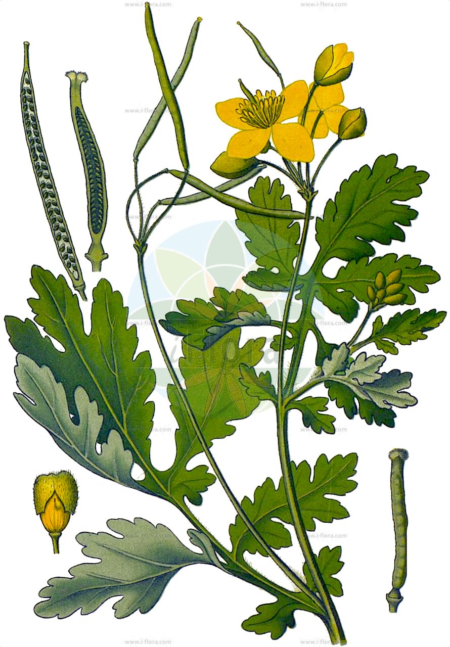 Chelidonium majus - Papaveraceae,Plantae,Pteridobiotina,Angiosperms,Ranunculales,Papaveraceae,Papaveroideae,Chelidonieae,Chelidonium,Chelidonium majus,Chelidonium haematodes, Chelidonium laciniatum, Chelidonium laciniatum var. fumariifolium, Chelidonium luteum, Chelidonium majus f. laciniatum, Chelidonium majus f. majus, Chelidonium majus f. quercifolium, Chelidonium majus subsp. laciniatum, Chelidonium majus var. fumariifolium, Chelidonium majus var. grandiflorum, Chelidonium majus var. laciniatum, Chelidonium majus var. laciniatum, Chelidonium majus var. pleniflorum, Chelidonium majus var. plenum, Chelidonium majus var. tenuifolium, Chelidonium murale, Chelidonium olidum, Chelidonium quercifolium, Chelidonium ruderale, Chelidonium umbelliferum,Schöllkraut;Warzenkraut;Goldwurz;Schwalbenwurz;greater celandine;swallow-wort;tetterwort;wartwort;celandine;Herbe aux verrues;Chélidoine;grande chélidoine;chélandoine;chélidoine majeure;éclaire;félongène;felonque;felougne;grande éclaire;herbe aux boucs;herbe de l'hirondelle;herbe de Sainte Claire;sologne;golondrinera;celidonia mayor;hierba de andurina;hierba des ulls;hierba de las golondrinas;hierba verruguera;Celidonia;celidonia maggiore;ceinerognola;erba nocca;erba da porri;stinkende gouwe;erva-andorinha;celidónia;erva-das-verrugas;бородавочник;желтомолочник;подтынник;чистотел большой;kırlangıç otu;latrapeci i madhë;tamlagjak;tamlagyaku;herba del mal d'ulls;herba berruguera;herba d'orenetes;rosopas;skelört;svaleurt;svaleurt;glistnik jaskółcze ziele;kusanoo;kusa-no-ô;クサノオウ;krvavi mlečnik;vérehulló fecskefű;vlaštovičník větší;rostopască;lastovičník väčší;чистотіл звичайний;змийско мляко;обыкновено змийско мляко;harilik vereurmarohi;lielā strutene;svaleurt;keltamo;мајска руса;перастолисни росопас;didžioji ugniažolė;χελιδονία;bái qū cài;白屈菜