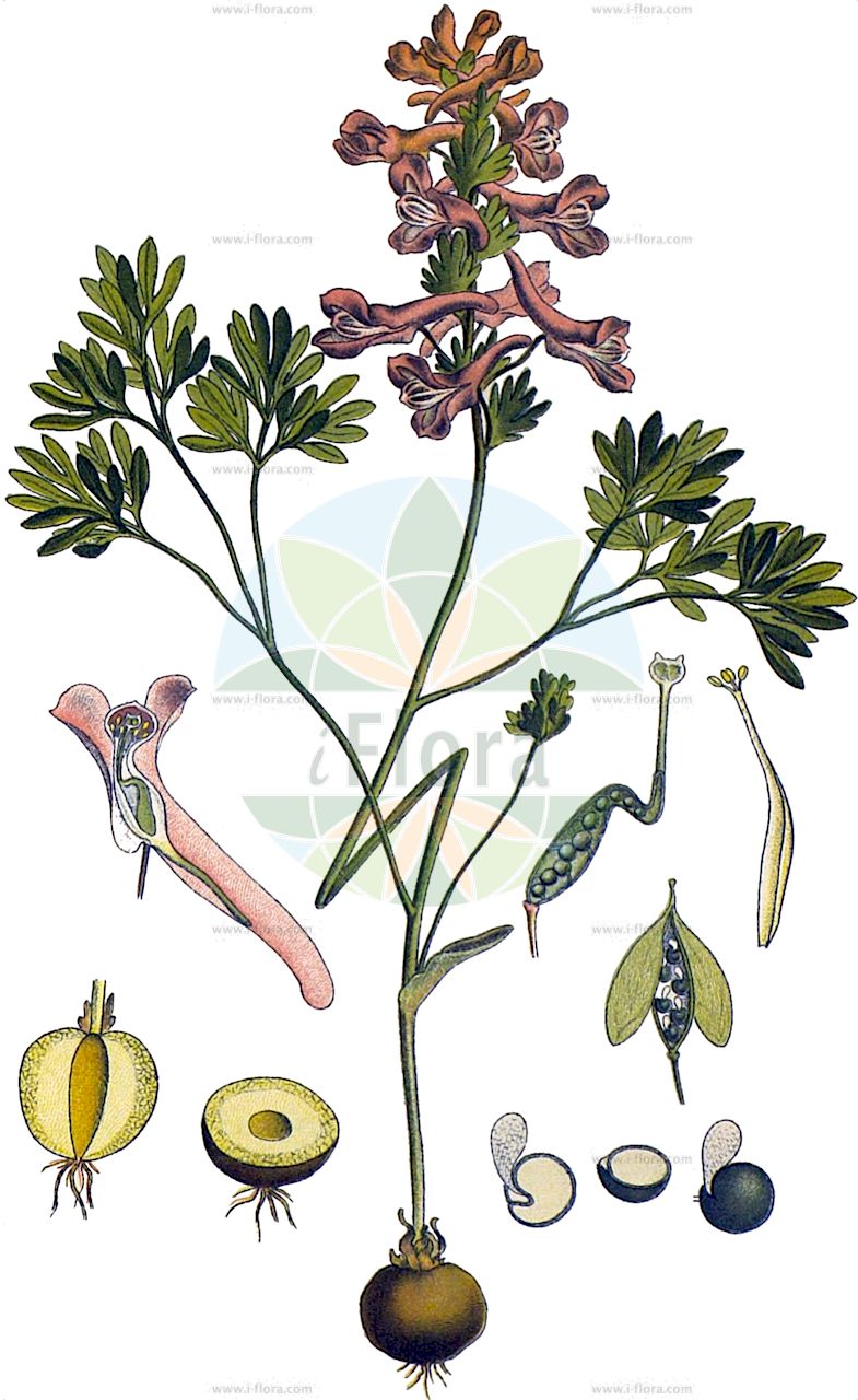 Corydalis solida - Papaveraceae,Plantae,Pteridobiotina,Angiosperms,Ranunculales,Papaveraceae,Fumarioideae,Fumarieae,Corydalis,Corydalis solida,Borckhausenia cava, Borckhausenia solida, Bulbocapnos digitatus, Bulbocapnos halleri, Capnites digitata, Capnites solida, Capnoides bulbosa, Capnoides laxa, Capnoides remota, Capnoides solida, Capnoides tenella, Corydalis bulbosa, Corydalis bulbosa f. multicaulis, Corydalis bulbosa var. solida, Corydalis depauperata, Corydalis digitata, Corydalis feddeana, Corydalis halleri, Corydalis laxa, Corydalis remota f. haitaoensis, Corydalis solida var. hispida, Corydalis tenella, Corydalis tenuis, Cryptoceras remotum, Fumaria bulbosa, Fumaria bulbosa var. solida, Fumaria digitata, Fumaria halleri, Fumaria minor, Fumaria solida, Neckeria bulbosa, Pistolochia bulbosa, Pistolochia feddeana, Pistolochia solida, Pseudofumaria minor,Finger-Lerchensporn;Gefingerter Lerchensporn;Fester Lerchensporn;Festknolliger Lerchensporn;Grosser Lerchensporn;bird-in-a-bush;purple corydalis;solid-tubered corydalis;spring fumewort;bulbous corydalis;Corydale à tubercule plein;bec d'oie;corydale à bulbe plein;corydale bulbeuse;corydale solide;damotte;poulette;coridal bulbosa;tijerilla;violeta bulbosa;Colombina solida;vingerhelmbloom;хохлятка Галлера;хохлятка плотная;rumeli kazgagası;koridal;koridali bulboz;estisoretes;tisoretes;čvrsta šupaljka;stor nunneört;langstilket lærkespore;kokorycz pełna;kokorycz pusta;čvrsti petelinček;odvas keltike;ujjas keltike;dymnivka dutá;dymnivka plná;brebenel;chochlačka plná;dymica plná;куха лисичина;плътна лисичина;плътногрудеста лисичина;harilik lõokannus;Hallera cīrulītis;hagelerkespore;pystykiurunkannus;црвенкаста млађа;paprastasis rūtenis;κοριδαλίδα