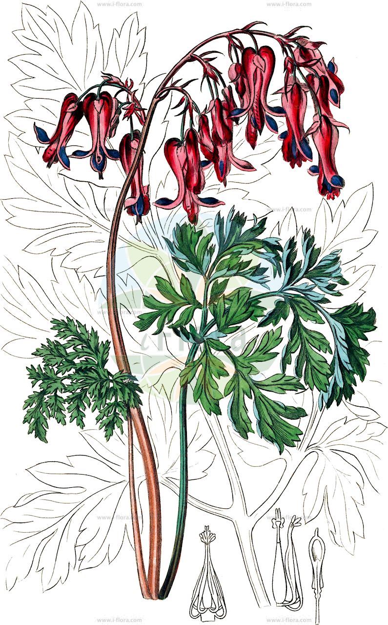 Dicentra eximia - Papaveraceae,Plantae,Pteridobiotina,Angiosperms,Ranunculales,Papaveraceae,Fumarioideae,Fumarieae,Dicentra,Dicentra eximia,Bicuculla eximia, Bikukulla eximia, Capnorchis eximia, Capnorchis eximia, Corydalis eximia, Diclytra eximia, Dielytra eximia, Eucapnos eximius, Fumaria eximia, Fumaria formosa,Zwerg-Herzblume;turkey-corn;eastern bleeding-heart;pacific bleeding heart;cœur de Marie à feuilles de fougère;дицентра исключительная;дицентра превосходная;furirhjärta;törpe szívvirág;srdcovka drobnokvětá