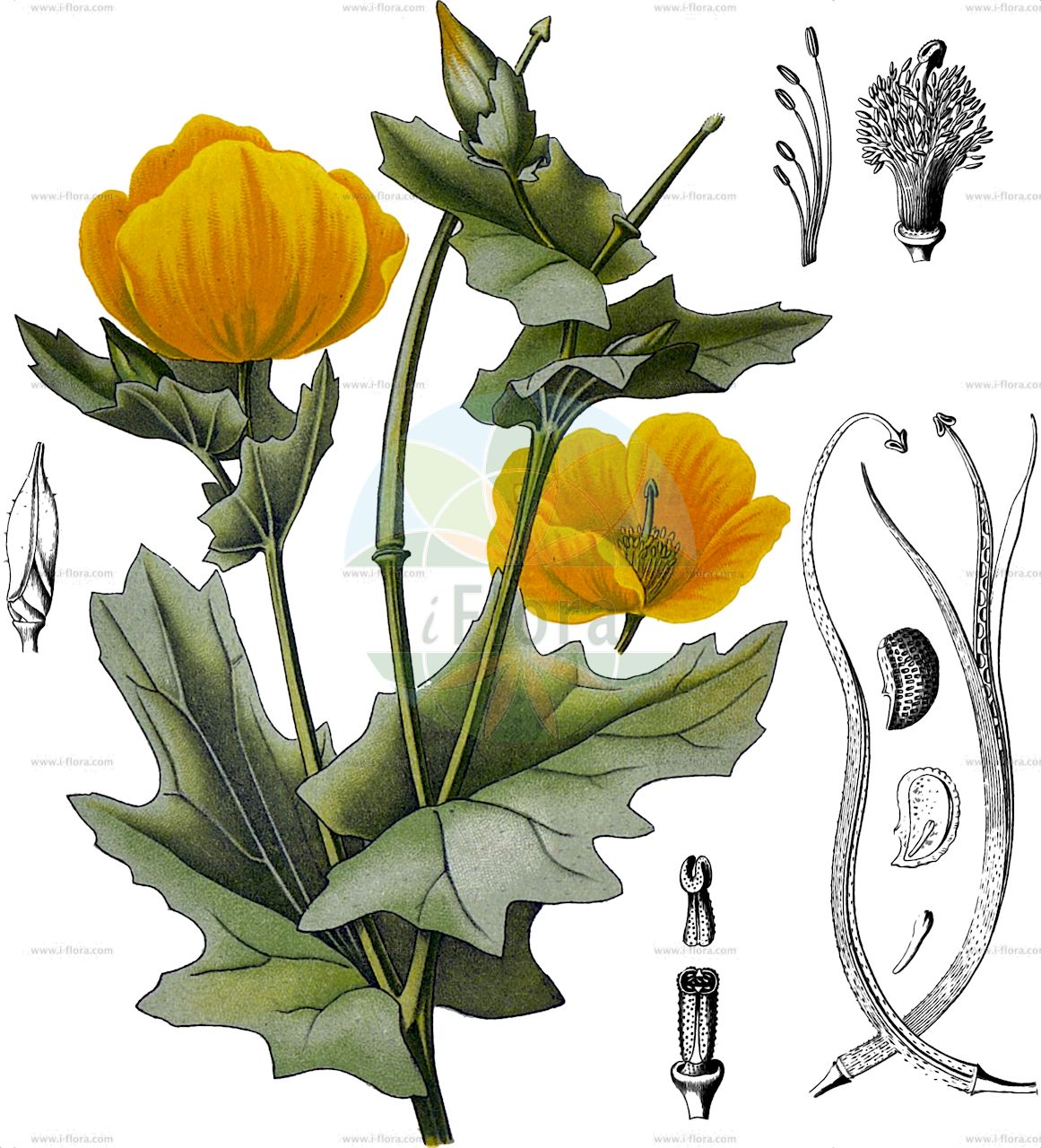 Glaucium flavum - Papaveraceae,Plantae,Pteridobiotina,Angiosperms,Ranunculales,Papaveraceae,Papaveroideae,Chelidonieae,Glaucium,Glaucium flavum,Chelidonium fulvum, Chelidonium glaucium, Chelidonium glaucum, Chelidonium littorale, Glaucium corniculatum f. grandiflorum, Glaucium corniculatum f. sublobatum, Glaucium corniculatum var. braunianum, Glaucium corniculatum var. flavum, Glaucium corniculatum var. fulvum, Glaucium corniculatum var. mauritanicum, Glaucium corniculatum var. tricolor, Glaucium fischeri, Glaucium flavum f. obtusilobum, Glaucium flavum f. subleiocarpum, Glaucium flavum var. fulvum, Glaucium flavum var. plenum, Glaucium flavum var. serpieri, Glaucium fulvum, Glaucium glaucium, Glaucium glaucum, Glaucium littorale, Glaucium luteum, Glaucium luteum, Glaucium luteum var. glabratum, Glaucium luteum var. vestitum, Glaucium maculatum, Glaucium richardsonii, Glaucium serpieri, Glaucium tricolor, Papaver cornutum,Gelber Hornmohn;yellow horned-poppy;yellow hornpoppy;Glaucière jaune;glaucienne jaunâtre;glaucienne jaune;pavot cornu;pavot jaune;adormidera amarilla;adormidera marina;amapola cornuda;amapola marítima;glaucio;Papavero cornuto;papavero marino;geele hoornpapaver;gele hoornpapaver;papoila-das-praias;dormideira-marinha;papoila-pontuda;глауциум жёлтый;gündürmelalesi;glaucium;cascall marí;primorska makovica;strandvallmo;strands-hornskulpe;siwiec żółty;rumena ceduljka;sárga szarumák;rohatec žlutý;rohatec žltý;мачок жовтий;жълт глауциум;жълта папаронка;gul hornvalmue;keltaneidonunikko;жута маковица;peregah tzohubbah;פְּרֵגָה צְהֻבָּה;γλαύσιο