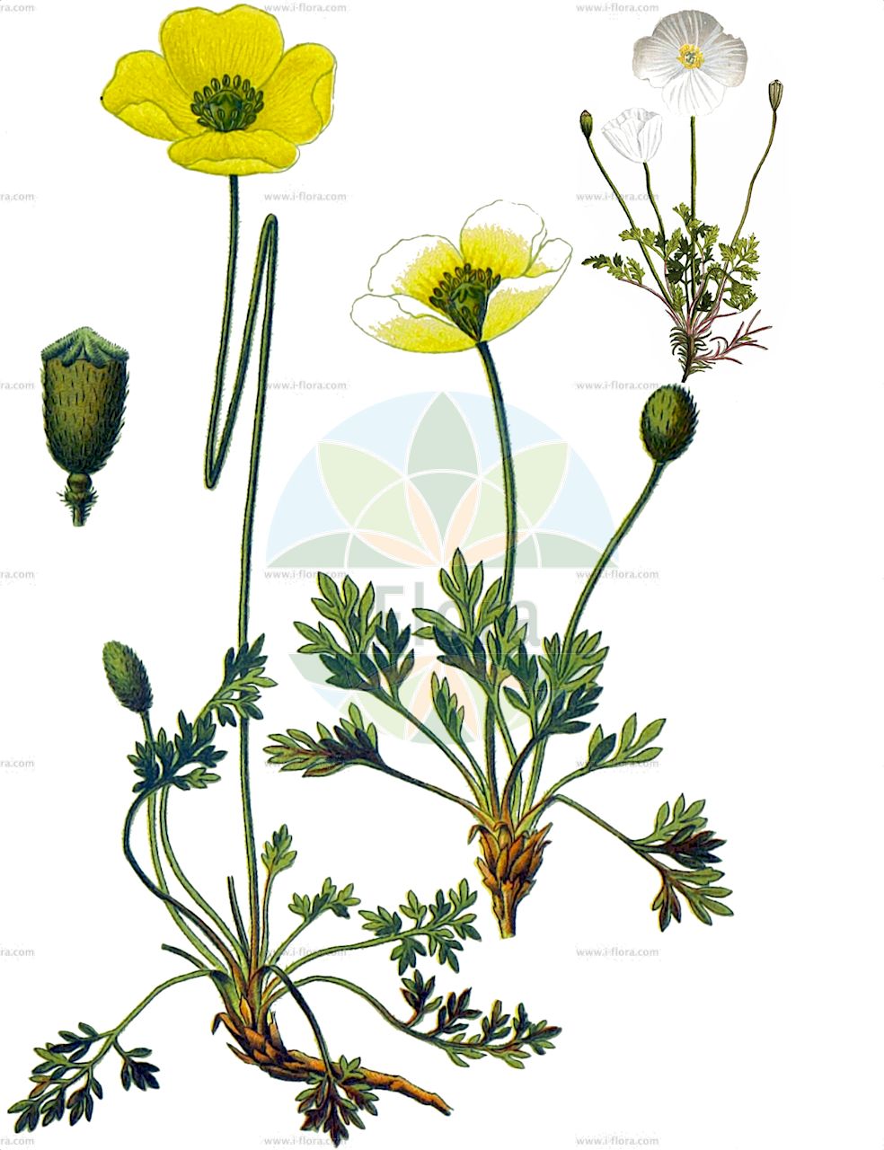 Oreomecon alpina - Papaveraceae,Plantae,Pteridobiotina,Angiosperms,Ranunculales,Papaveraceae,Papaveroideae,Papavereae,Oreomecon,Oreomecon alpina,Papaver alpinum, Papaver alpinum var. aurantiacum, Papaver aurantiacum, Papaver degenii, Papaver ernesti-mayeri, Papaver julicum, Papaver kerneri, Papaver occidentale, Papaver rhaeticum, Papaver sendtneri, Papaver tatricum, Papaver tatricum subsp. fatraemagnae, Papaver victoris,Alpen-Mohn;Sendtners Alpen-Mohn;Illyrischer Alpen-Mohn;Nordostalpen-Mohn;Rhätischer Alpen-Mohn;Salzburger Alpen-Mohn;Gelber Alpen-Mohn;Gewöhnlicher Alpen-Mohn;Karawanken-Alpen-Mohn;Weißer Alpen-Mohn;Burser-Mohn;Sendtners Mohn;Rätischer Alpen-Mohn;Westlicher Alpen-Mohn;Viktor Petkovšeks Alpen-Mohn;Julischer Alpen-Mohn;Rätischer Alpen-Mohn;Gelber Alpen-Mohn;Illyrischer Alpen-Mohn;alpine poppy;dwarf poppy;icelandic poppy;white alpine poppy;Pavot rhétique;Pavot occidental;Pavot de Sendtner;pavot de Burser;pavot de Kerner;pavot des Alpes occidentales;pavot orangé;pavot de Mayer;pavot des Alpes;pavot rhétique;papavero alpino;papavero di Kerner;papavero delle Alpi Giulie;мак альпийский;мак ретийский;мак Сендтнера;paramà alpí;planinski mak;Kernerov mak;mak alpejski;mak Kernera;mak Bursera;mak skalny;alpski mak;kernerjev mak;retijski mak;julijski mak;Petkovškov mak;пирински мак