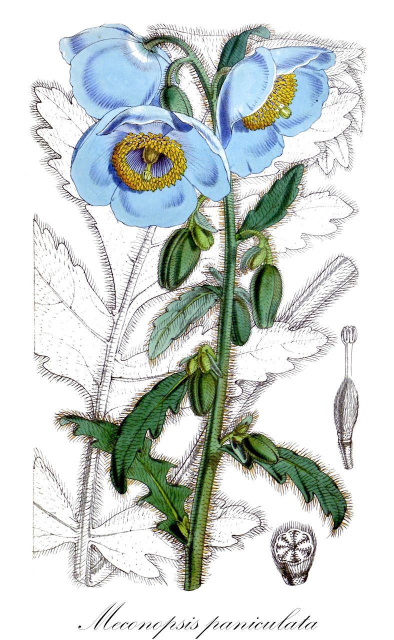 Meconopsis paniculata - Papaveraceae,Plantae,Pteridobiotina,Angiosperms,Ranunculales,Papaveraceae,Papaveroideae,Papavereae,Meconopsis,Meconopsis sect. Meconopsis,Meconopsis paniculata,Meconopsis paniculata var. elata, Meconopsis paniculata var. rubra, Meconopsis wollastonii, Papaver paniculatum, Stylophorum nepalense, Stylophorum paniculatum,Nepal-Scheinmohn;Rispiger Scheinmohn