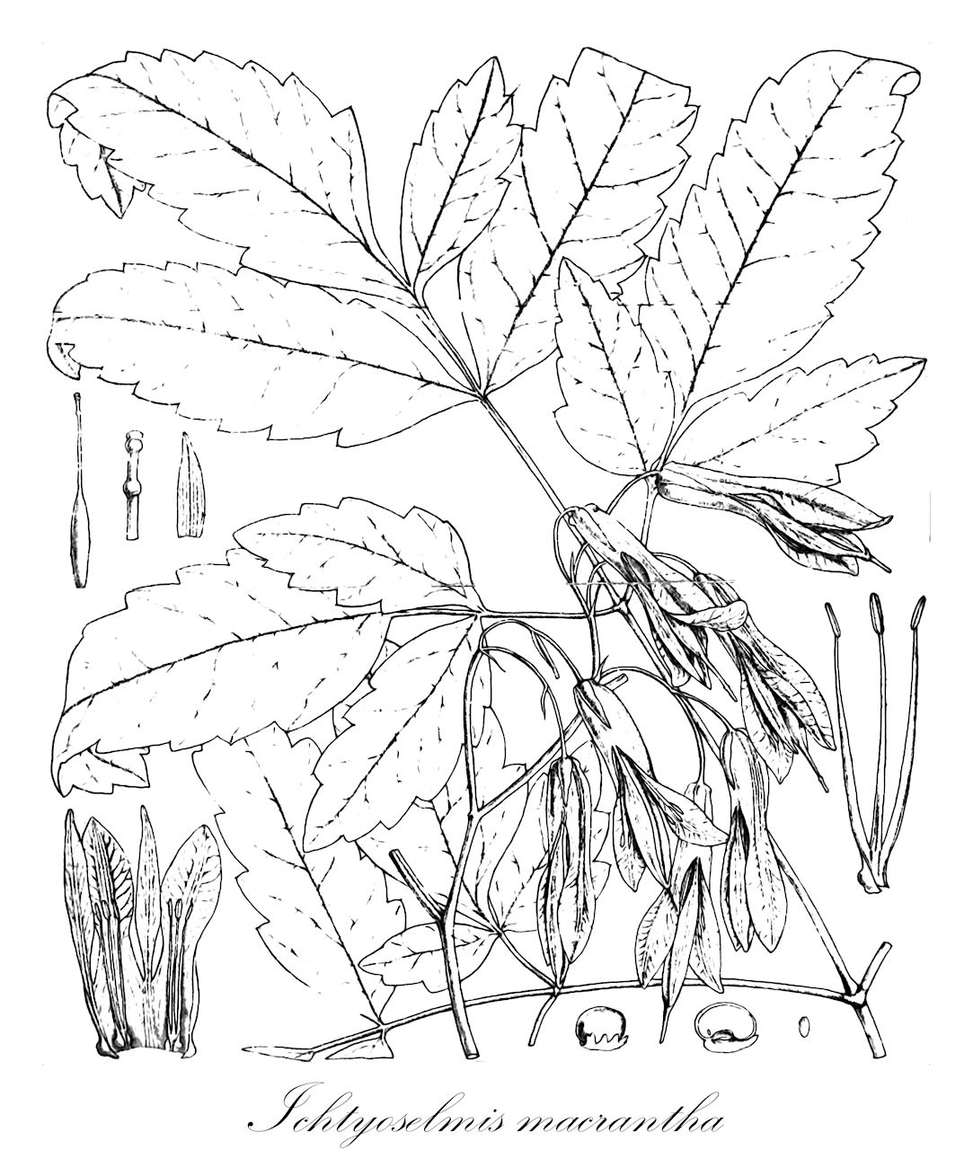 Ichtyoselmis macrantha - Papaveraceae,Plantae,Pteridobiotina,Angiosperms,Ranunculales,Papaveraceae,Fumarioideae,Fumarieae,Ichtyoselmis,Ichtyoselmis macrantha,Dicentra macrantha,Großblütige Herzblume