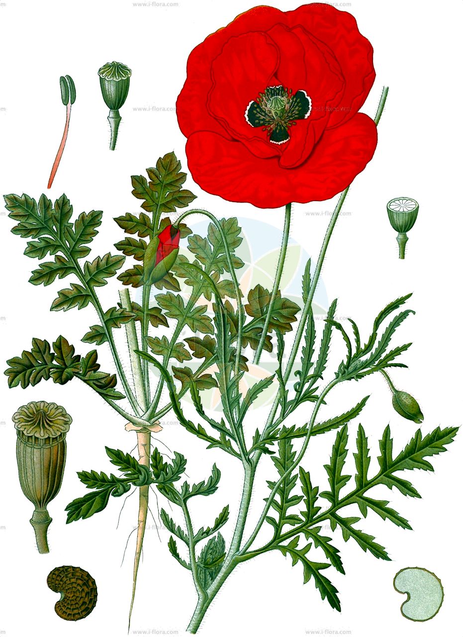 Papaver rhoeas - Papaveraceae,Plantae,Pteridobiotina,Angiosperms,Ranunculales,Papaveraceae,Papaveroideae,Papavereae,Papaver,Papaver rhoeas,Papaver aegadicum, Papaver agrivagum, Papaver ameristophyllum, Papaver anisotrichum, Papaver balanocarpum, Papaver caespitosum, Papaver caudatifolium, Papaver cereale, Papaver chanceliae, Papaver chelidonioides, Papaver cinerascens, Papaver commixtum, Papaver commutatum, Papaver cruciatum, Papaver dodonei, Papaver dubium var. stipitatum, Papaver erraticum, Papaver erucifolium, Papaver feddeanum, Papaver fuchsii, Papaver guerlekense, Papaver hookeri, Papaver inornatum, Papaver insignitum, Papaver integrifolium, Papaver interjectum, Papaver intermedium, Papaver montenegrinum, Papaver omphalodeum, Papaver osswaldii, Papaver paucisetum, Papaver polytrichum, Papaver propinquum, Papaver pseudohaussknechtii, Papaver rapiferum, Papaver rhoeas subsp. strigosum, Papaver rhoeas var. strigosum, Papaver rhopalothece, Papaver robertianella, Papaver roubiaei, Papaver rumelicum, Papaver rusticum, Papaver segetale, Papaver segetale, Papaver spurium, Papaver stipitatum, Papaver subumbilicatum, Papaver tenuissimum, Papaver thaumasiosepalum, Papaver tumidulum, Papaver uniflorum,Klatsch-Mohn;Marienkäfer-Mohn;Grosse Klatschrose;common poppy;corn poppy;field poppy;flanders poppy;coquelicot;amapola;Coquelicot;pavot des champs;pavot sauvage;poinceau;bombagelle;ponceau;pavot-coq;grand coquelicot;pavot coquelicot;amapola;ababol;flor de chivo;lobedarr;rosella;gamapola;rosillas;Papavero comune;rosolaccio;bombagelle;gewoone klaproos;gewone klaproos;papaver;grote klaproos;papoila-das-searas;papoila-ordinária;мак спутанный;мак красный;мак полевой;мак самосейка;мачок;gelincik;lulëkuqe;lulkuqe;rosella vera;mak turčinak;korn-vallmo;fläckvallmo;kornvallmo;kornvalmue;mak biedronkowy;mak polny;mak przytulonowłosy;gubijinsô;hinageshi;グビジンソウ;ヒナゲシ;poljski mak;purpelica;mezei pipacs;mák vlčí;mak roșu;mak vlčí;мак дикий;мак пухленький;мак щетинистий;див мак;кадънка;полски мак;kukemagun;lulkuqe;zīda magone;kornvalmue;turkinunikko;silkkiunikko;дивљи мак;пољска булка;peprina ħamra;pūdyminė aguona;belaâmane;taludat;κοινή παπαρούνα;cháng bái shān yīng sù;长白山罂粟