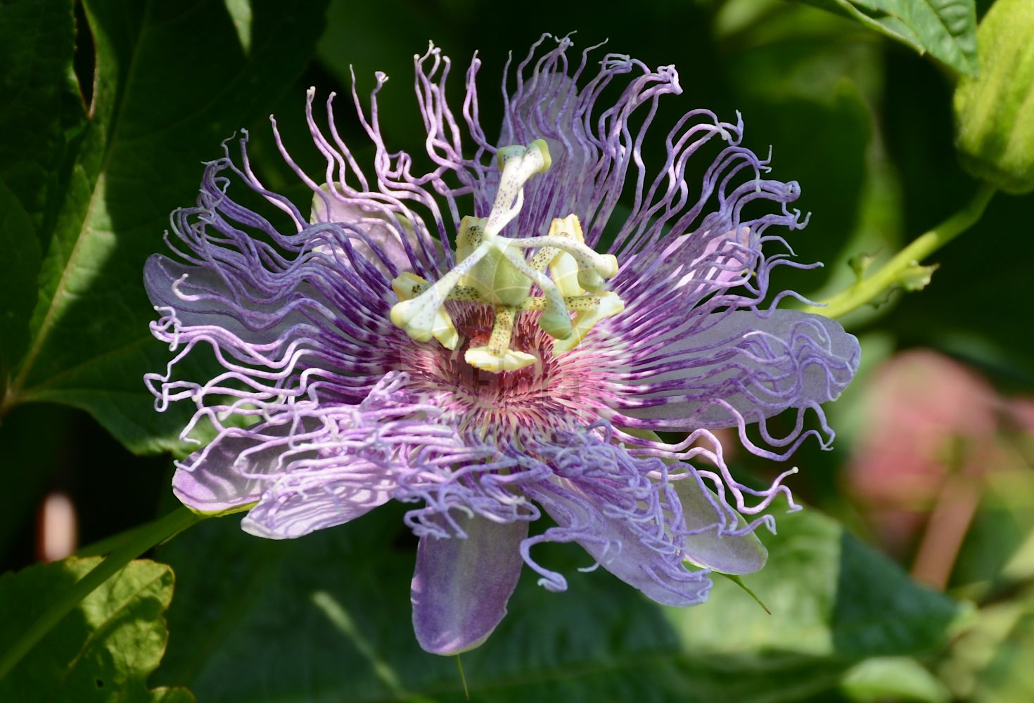 Passiflora edulis - Passifloraceae,Plantae,Pteridobiotina,Angiosperms,Malpighiales,Passifloraceae,Passiflora,Passiflora edulis,Passiflora cuneifolia, Passiflora diaden, Passiflora edulis f. edulis, Passiflora edulis var. pomifera, Passiflora edulis var. rubricaulis, Passiflora gratissima, Passiflora iodocarpa, Passiflora middletoniana, Passiflora pallidiflora, Passiflora picroderma, Passiflora pomifera, Passiflora rubricaulis, Passiflora vernicosa, Passiflora verrucifera,Fleischfarbene Passionsblume;Winterharte Passionsblume;Maracuja;maypop;passiflore comestible;grenadille douce;granadilla;maracuya;maracuyá;parcha cimarrona;granadiglia;passiflora;maracuja-do-campo;maracujá-do-campo;maracujá-roxo;maracujazeiro-vulgar;гранадилла пурпурная;маракуйя;пассифлора съедобная;страстоцвет съедобный;passionsfrukt;passionsfrugt;kudamo-no-tokeisô;pashshonfurutsu;クダモノトケイソウ;パッションフルーツ;pasjonsfrukt;punapassio;jī dàn guǒ;鸡蛋果