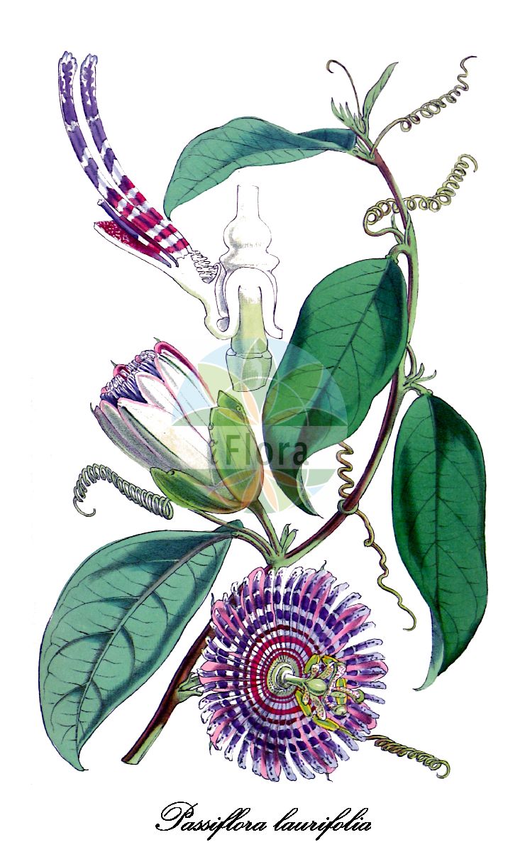 Passiflora laurifolia - Passifloraceae,Plantae,Pteridobiotina,Angiosperms,Malpighiales,Passifloraceae,Passiflora,Passiflora laurifolia,Granadilla laurifolia, Passiflora laurifolia var. tinifolia, Passiflora oblongifolia, Passiflora tinifolia