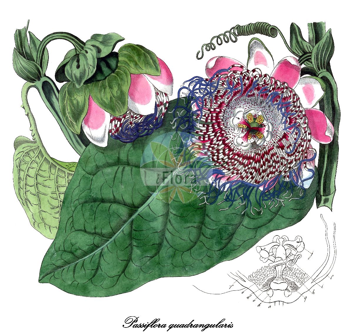 Passiflora quadrangularis - Passifloraceae,Plantae,Pteridobiotina,Angiosperms,Malpighiales,Passifloraceae,Passiflora,Passiflora quadrangularis,Granadilla quadrangularis, Passiflora grandiflora, Passiflora hexangularis, Passiflora hulletti, Passiflora macrocarpa, Passiflora macroceps, Passiflora quadrangularis var. sulcata, Passiflora sulcata, Passiflora tetragona,Königs-Grenadille;Melonen-Granadille;Riesen-Grenadille