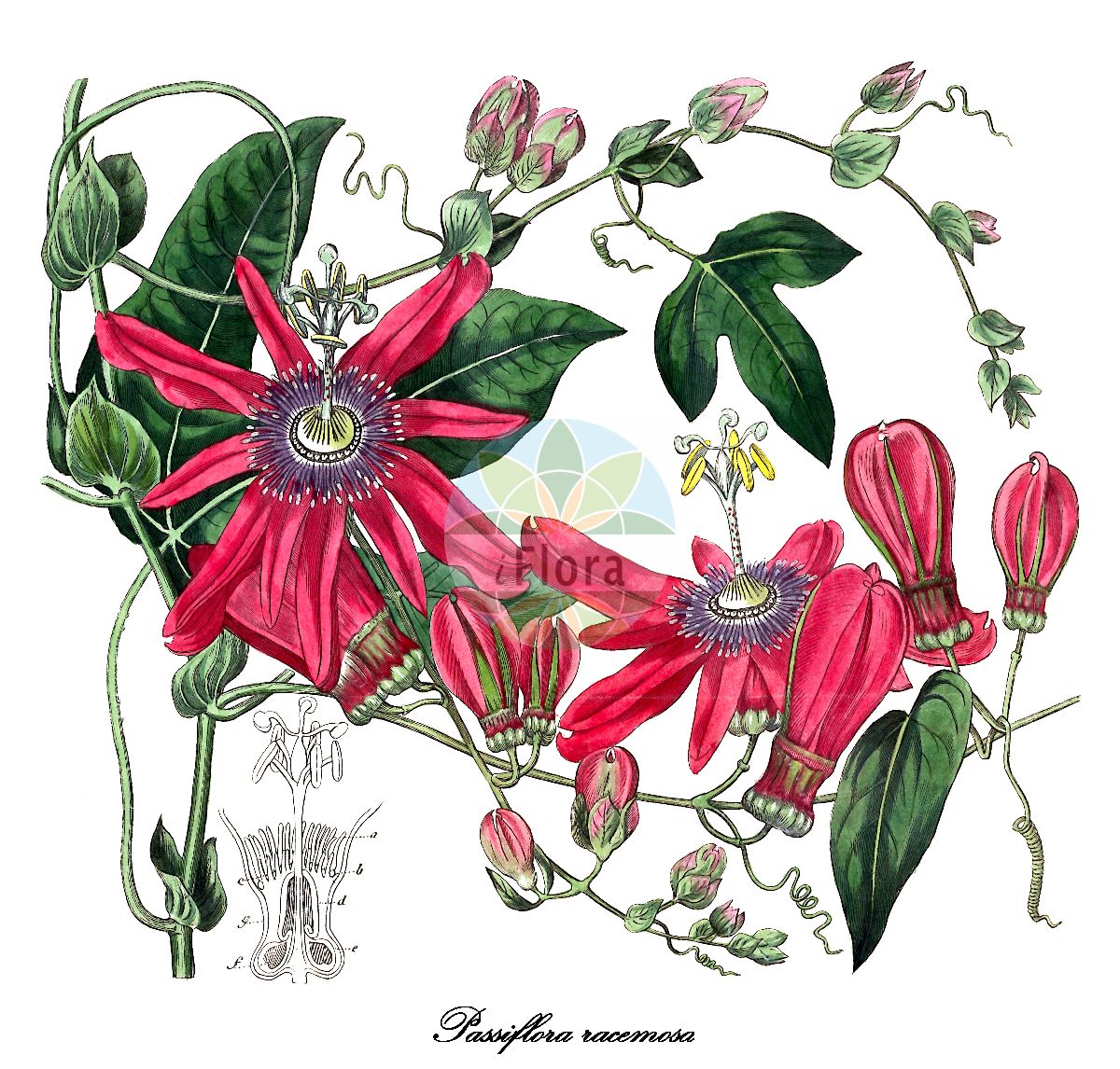 Passiflora princeps - Passifloraceae,Plantae,Pteridobiotina,Angiosperms,Malpighiales,Passifloraceae,Passiflora,Passiflora princeps,Passiflora racemosa, Passiflora varanzof,Rote Passionsblume;fleur rouge de la passion;passiflora rosso