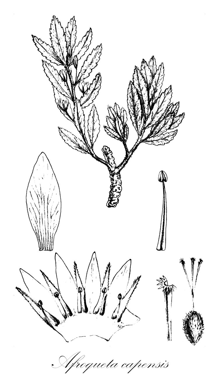 Afroqueta capensis - Passifloraceae,Plantae,Pteridobiotina,Angiosperms,Malpighiales,Passifloraceae,Afroqueta,Afroqueta capensis,Piriqueta capensis, Turnera capensis