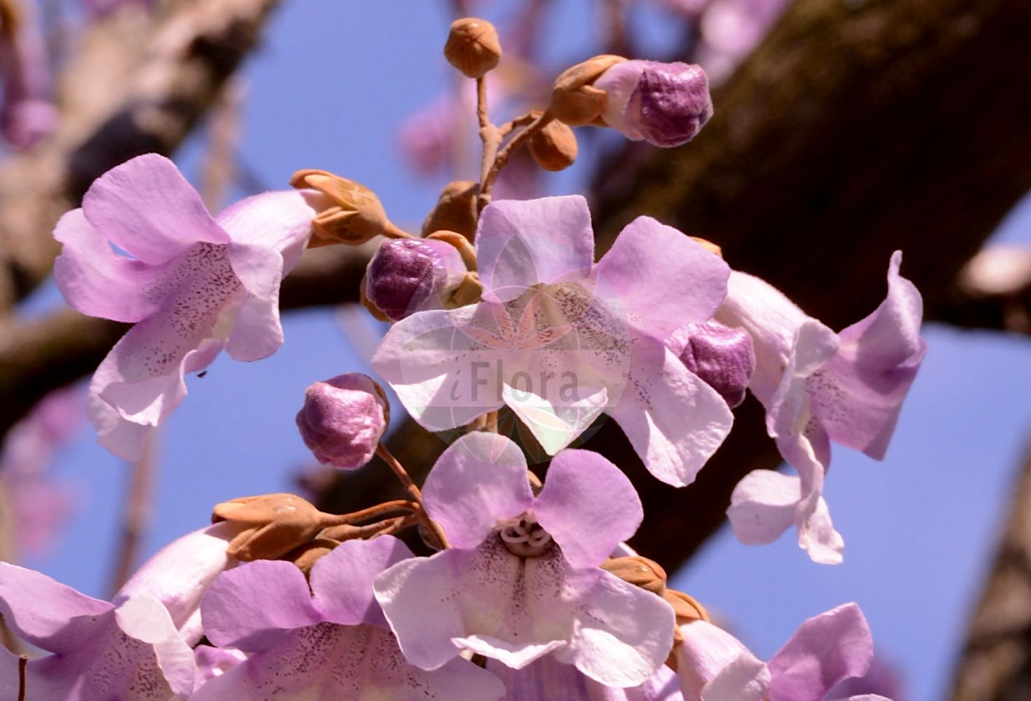 Paulownia tomentosa - Paulowniaceae,Plantae,Pteridobiotina,Angiosperms,Lamiales,Paulowniaceae,Paulownia,Paulownia tomentosa,Bignonia tomentosa, Paulownia imperialis,Blauglockenbaum;foxglove-tree;empress-tree;princess-tree;royal paulownia;princess tree;Paulownia;paulownia impérial;paulownia tomenteux;paulownia imperial;Paulownia;Anna-Paulowna-boom;kiri japonês;павловния войлочная;павловния императорская;адамово дерево;pustenasta paulovnija;kejsarträd;kejsertræ;paulownia omszona;paulownia cesarska;kiri;キリ;császárfa;pavlovnie plstnatá;paulovnia plstnatá;павловнія пухната;плътновлякнеста павловния;кинеско дрво;máopāo tóng;毛泡桐