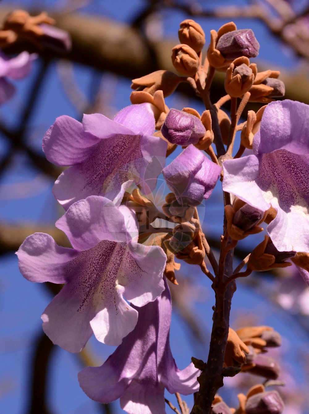 Paulownia tomentosa - Paulowniaceae,Plantae,Pteridobiotina,Angiosperms,Lamiales,Paulowniaceae,Paulownia,Paulownia tomentosa,Bignonia tomentosa, Paulownia imperialis,Blauglockenbaum;foxglove-tree;empress-tree;princess-tree;royal paulownia;princess tree;Paulownia;paulownia impérial;paulownia tomenteux;paulownia imperial;Paulownia;Anna-Paulowna-boom;kiri japonês;павловния войлочная;павловния императорская;адамово дерево;pustenasta paulovnija;kejsarträd;kejsertræ;paulownia omszona;paulownia cesarska;kiri;キリ;császárfa;pavlovnie plstnatá;paulovnia plstnatá;павловнія пухната;плътновлякнеста павловния;кинеско дрво;máopāo tóng;毛泡桐
