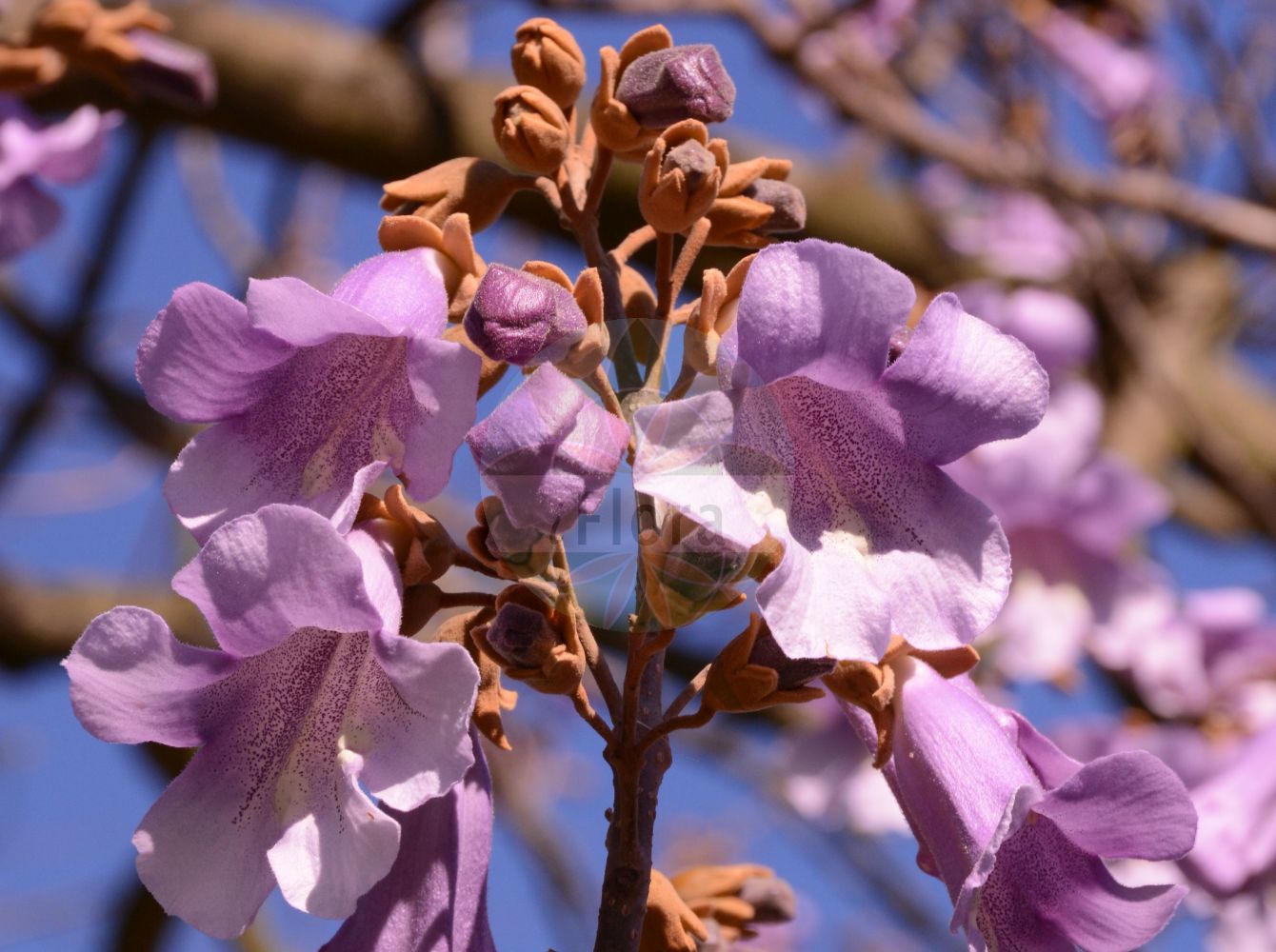 Paulownia tomentosa - Paulowniaceae,Plantae,Pteridobiotina,Angiosperms,Lamiales,Paulowniaceae,Paulownia,Paulownia tomentosa,Bignonia tomentosa, Paulownia imperialis,Blauglockenbaum;foxglove-tree;empress-tree;princess-tree;royal paulownia;princess tree;Paulownia;paulownia impérial;paulownia tomenteux;paulownia imperial;Paulownia;Anna-Paulowna-boom;kiri japonês;павловния войлочная;павловния императорская;адамово дерево;pustenasta paulovnija;kejsarträd;kejsertræ;paulownia omszona;paulownia cesarska;kiri;キリ;császárfa;pavlovnie plstnatá;paulovnia plstnatá;павловнія пухната;плътновлякнеста павловния;кинеско дрво;máopāo tóng;毛泡桐