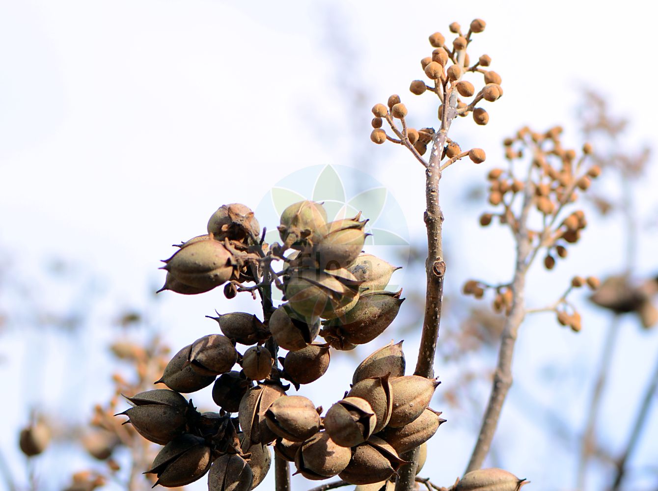 Paulownia tomentosa - Paulowniaceae,Plantae,Pteridobiotina,Angiosperms,Lamiales,Paulowniaceae,Paulownia,Paulownia tomentosa,Bignonia tomentosa, Paulownia imperialis,Blauglockenbaum;foxglove-tree;empress-tree;princess-tree;royal paulownia;princess tree;Paulownia;paulownia impérial;paulownia tomenteux;paulownia imperial;Paulownia;Anna-Paulowna-boom;kiri japonês;павловния войлочная;павловния императорская;адамово дерево;pustenasta paulovnija;kejsarträd;kejsertræ;paulownia omszona;paulownia cesarska;kiri;キリ;császárfa;pavlovnie plstnatá;paulovnia plstnatá;павловнія пухната;плътновлякнеста павловния;кинеско дрво;máopāo tóng;毛泡桐