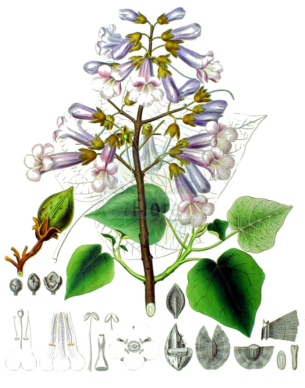 Paulownia tomentosa - Paulowniaceae,Plantae,Pteridobiotina,Angiosperms,Lamiales,Paulowniaceae,Paulownia,Paulownia tomentosa,Bignonia tomentosa, Paulownia imperialis,Blauglockenbaum;foxglove-tree;empress-tree;princess-tree;royal paulownia;princess tree;Paulownia;paulownia impérial;paulownia tomenteux;paulownia imperial;Paulownia;Anna-Paulowna-boom;kiri japonês;павловния войлочная;павловния императорская;адамово дерево;pustenasta paulovnija;kejsarträd;kejsertræ;paulownia omszona;paulownia cesarska;kiri;キリ;császárfa;pavlovnie plstnatá;paulovnia plstnatá;павловнія пухната;плътновлякнеста павловния;кинеско дрво;máopāo tóng;毛泡桐