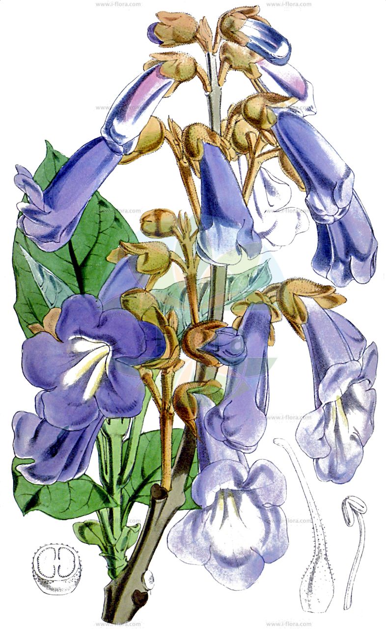 Paulownia tomentosa - Paulowniaceae,Plantae,Pteridobiotina,Angiosperms,Lamiales,Paulowniaceae,Paulownia,Paulownia tomentosa,Bignonia tomentosa, Paulownia imperialis,Blauglockenbaum;foxglove-tree;empress-tree;princess-tree;royal paulownia;princess tree;Paulownia;paulownia impérial;paulownia tomenteux;paulownia imperial;Paulownia;Anna-Paulowna-boom;kiri japonês;павловния войлочная;павловния императорская;адамово дерево;pustenasta paulovnija;kejsarträd;kejsertræ;paulownia omszona;paulownia cesarska;kiri;キリ;császárfa;pavlovnie plstnatá;paulovnia plstnatá;павловнія пухната;плътновлякнеста павловния;кинеско дрво;máopāo tóng;毛泡桐