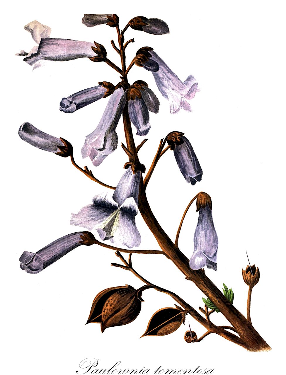 Paulownia tomentosa - Paulowniaceae,Plantae,Pteridobiotina,Angiosperms,Lamiales,Paulowniaceae,Paulownia,Paulownia tomentosa,Bignonia tomentosa, Paulownia imperialis,Blauglockenbaum;foxglove-tree;empress-tree;princess-tree;royal paulownia;princess tree;Paulownia;paulownia impérial;paulownia tomenteux;paulownia imperial;Paulownia;Anna-Paulowna-boom;kiri japonês;павловния войлочная;павловния императорская;адамово дерево;pustenasta paulovnija;kejsarträd;kejsertræ;paulownia omszona;paulownia cesarska;kiri;キリ;császárfa;pavlovnie plstnatá;paulovnia plstnatá;павловнія пухната;плътновлякнеста павловния;кинеско дрво;máopāo tóng;毛泡桐