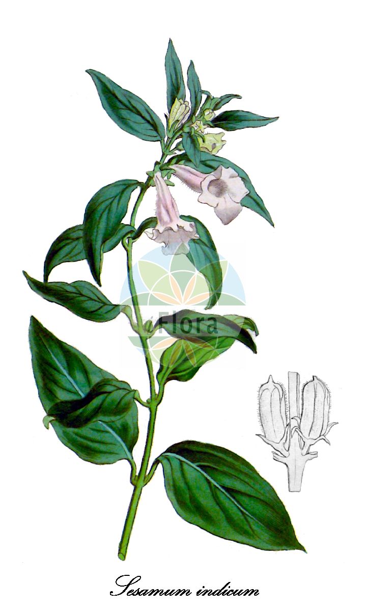 Sesamum indicum - Pedaliaceae,Plantae,Pteridobiotina,Angiosperms,Lamiales,Pedaliaceae,Sesamum,Sesamum indicum,Anthadenia sesamoides, Sesamum africanum, Sesamum auriculatum, Sesamum brasiliense, Sesamum edule, Sesamum foetidum, Sesamum hopkinsii, Sesamum indicum subsp. malabaricum, Sesamum indicum var. grandidentatum, Sesamum indicum var. integerrimum, Sesamum indicum var. subdentatum, Sesamum indicum var. subindivisum, Sesamum luteum, Sesamum malabaricum, Sesamum mulayanum, Sesamum occidentale, Sesamum oleiferum, Sesamum orientale, Sesamum somalense, Sesamum tavakarii, Sesamum trifoliatum, Strobilanthes gentiliana, Volkameria orientalis, Volkameria orientalis var. indica, Volkameria sesamodes,Sesam;benne;sesame;sésame;sésame commun;ajonjoli;ajonjolí;sesamo comun;sesamo común;giuggiulena;sesamo;sesamo comune;gewone sesam;gewoone sesam;moeras-lathyrus;кунжут восточный;кунжут индийский;кунжут обыкновенный;susam;susam;sezam;moeras-kruiskruid;vanlig sesam;кунжут індійський;индийски сусам;обикновен сусам;zenjlan;σάμι