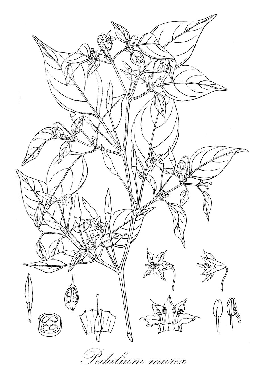Pedalium murex - Pedaliaceae,Plantae,Pteridobiotina,Angiosperms,Lamiales,Pedaliaceae,Pedalium,Pedalium murex,Murex burmanni, Pedalium microcarpum, Pedalium muricatum, Rogeria microcarpa