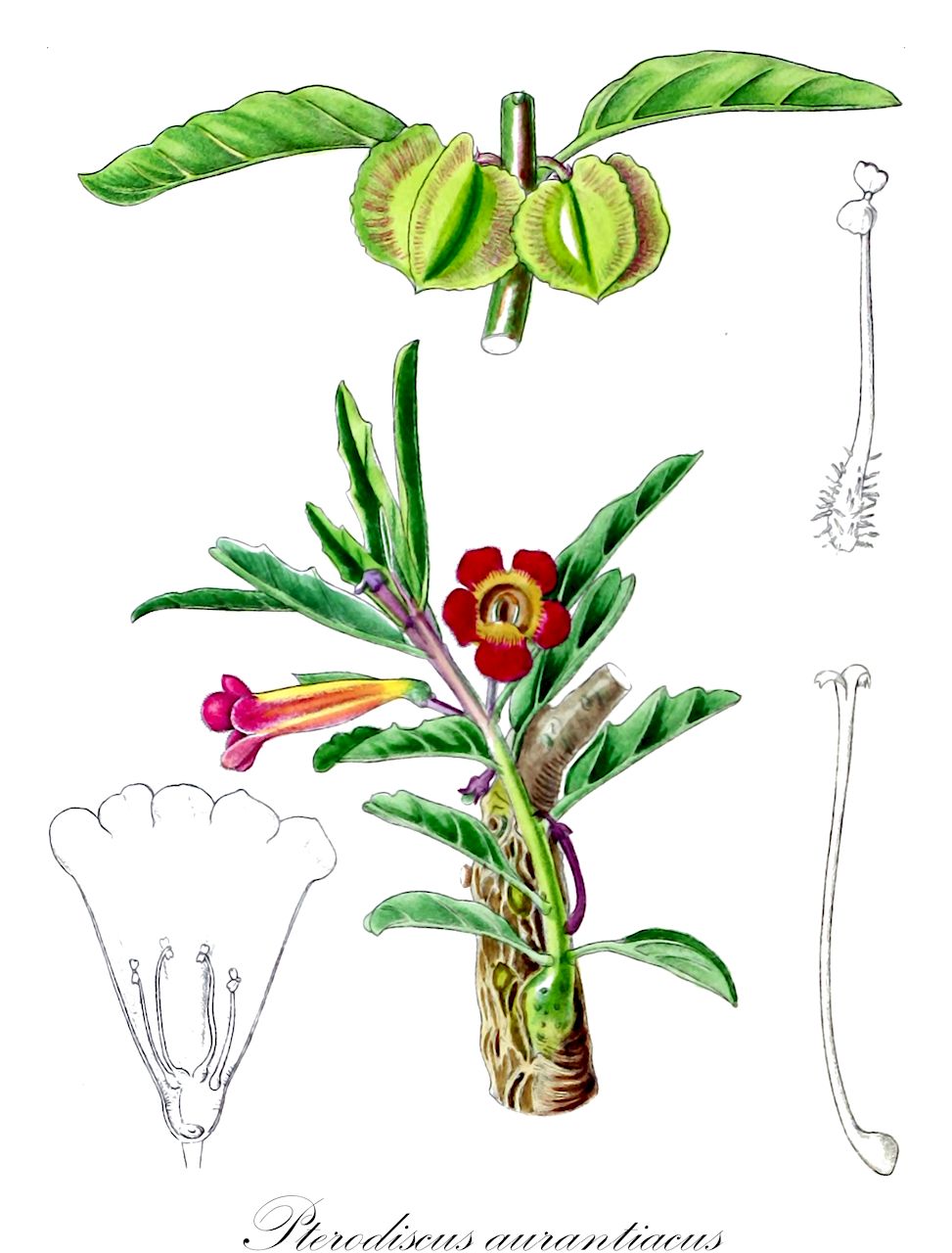 Pterodiscus aurantiacus - Pedaliaceae,Plantae,Pteridobiotina,Angiosperms,Lamiales,Pedaliaceae,Pterodiscus,Pterodiscus aurantiacus