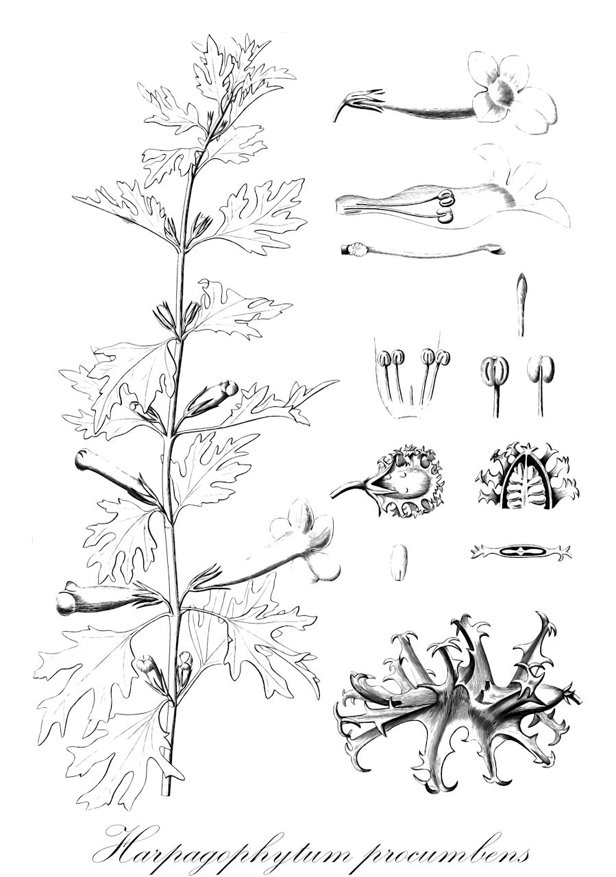 Harpagophytum procumbens - Pedaliaceae,Plantae,Pteridobiotina,Angiosperms,Lamiales,Pedaliaceae,Harpagophytum,Harpagophytum procumbens,Uncaria procumbens,Afrikanische Teufelskrallenwurzel