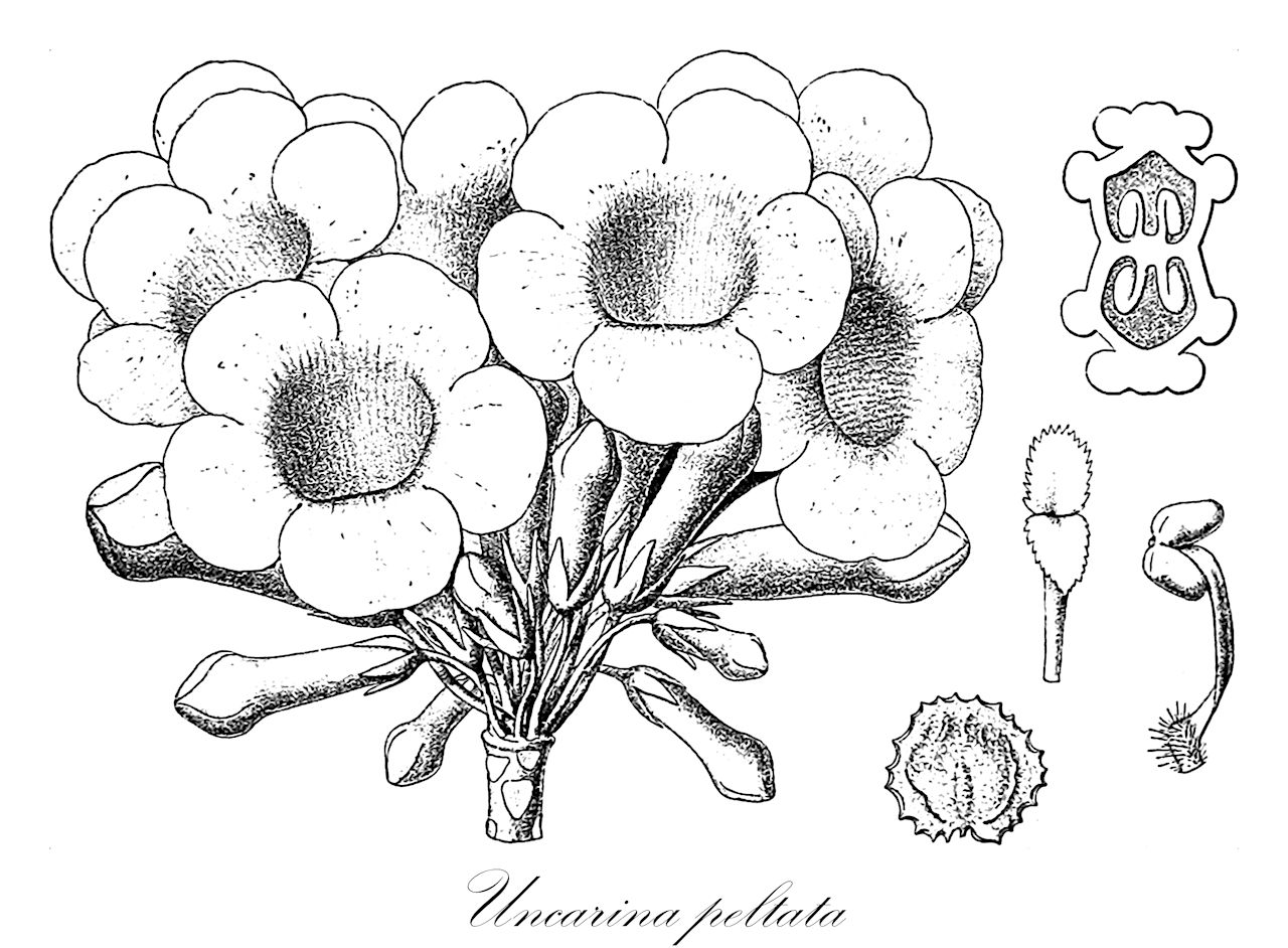 Uncarina peltata - Pedaliaceae,Plantae,Pteridobiotina,Angiosperms,Lamiales,Pedaliaceae,Uncarina,Uncarina peltata,Harpagophytum peltatum, Uncaria peltata