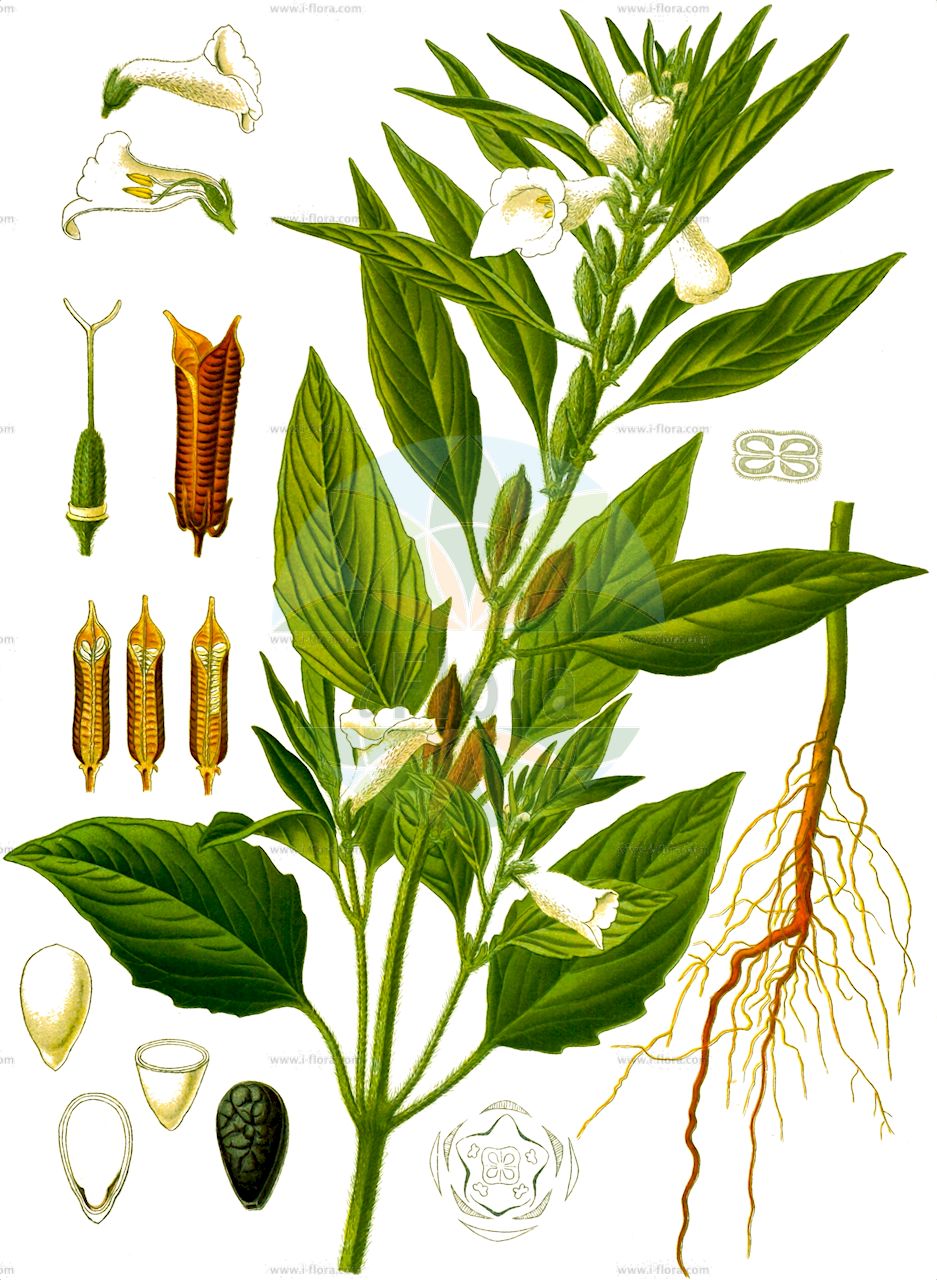 Sesamum indicum - Pedaliaceae,Plantae,Pteridobiotina,Angiosperms,Lamiales,Pedaliaceae,Sesamum,Sesamum indicum,Anthadenia sesamoides, Sesamum africanum, Sesamum auriculatum, Sesamum brasiliense, Sesamum edule, Sesamum foetidum, Sesamum hopkinsii, Sesamum indicum subsp. malabaricum, Sesamum indicum var. grandidentatum, Sesamum indicum var. integerrimum, Sesamum indicum var. subdentatum, Sesamum indicum var. subindivisum, Sesamum luteum, Sesamum malabaricum, Sesamum mulayanum, Sesamum occidentale, Sesamum oleiferum, Sesamum orientale, Sesamum somalense, Sesamum tavakarii, Sesamum trifoliatum, Strobilanthes gentiliana, Volkameria orientalis, Volkameria orientalis var. indica, Volkameria sesamodes,Sesam;benne;sesame;sésame;sésame commun;ajonjoli;ajonjolí;sesamo comun;sesamo común;giuggiulena;sesamo;sesamo comune;gewone sesam;gewoone sesam;moeras-lathyrus;кунжут восточный;кунжут индийский;кунжут обыкновенный;susam;susam;sezam;moeras-kruiskruid;vanlig sesam;кунжут індійський;индийски сусам;обикновен сусам;zenjlan;σάμι