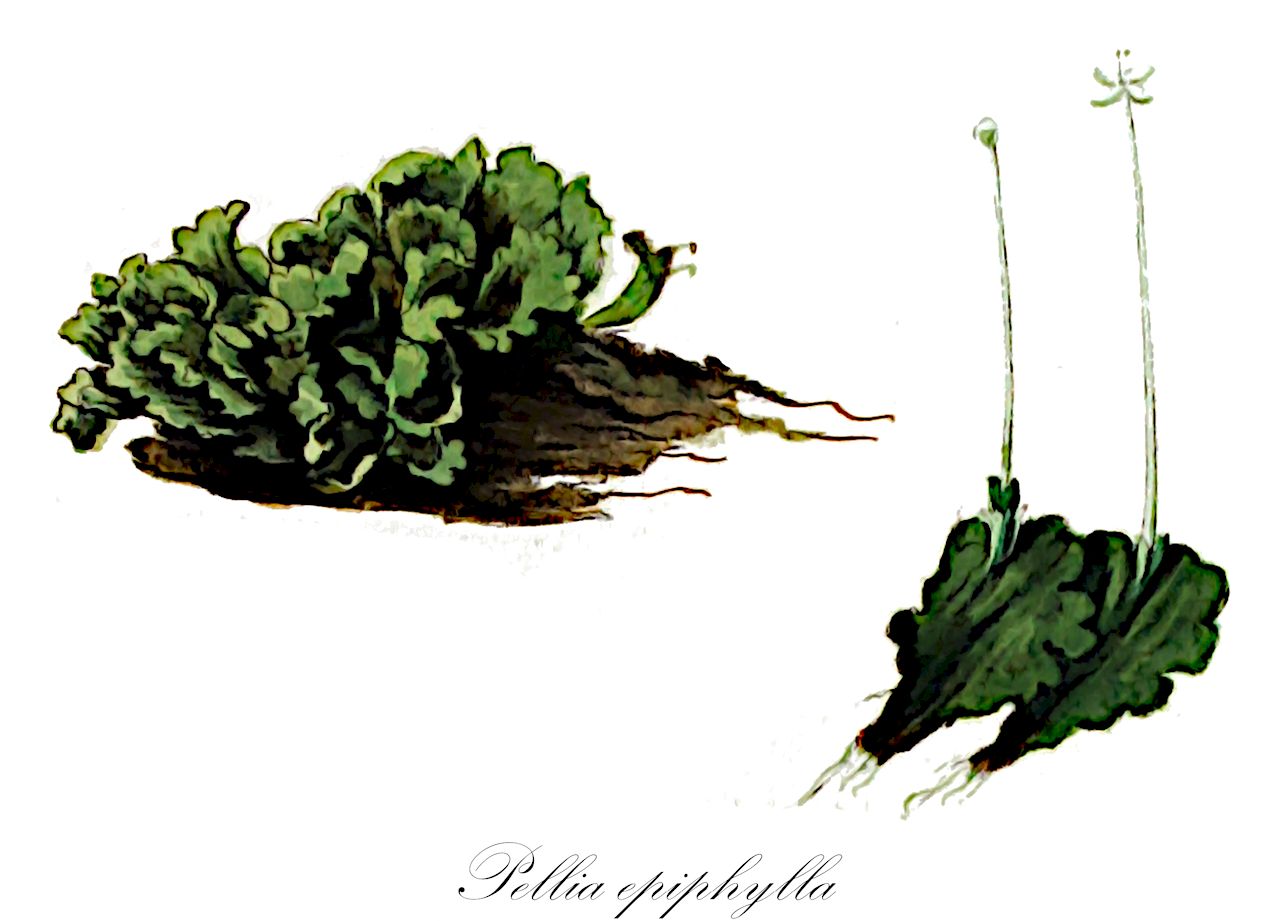 Pellia epiphylla - Pelliaceae,Plantae,Bryobiotina,Marchantiophyta,Jungermanniopsida,Pelliidae,Pelliales,Pelliaceae,Pellia,Pellia epiphylla,Blasia epiphylla, Gymnomitrion epiphyllon, Gymnomitrion epiphyllon var. epiphyllon, Jungermannia epiphylla, Jungermannia epiphylla var. epiphylla, Jungermannia epiphylla var. platyphylla, Jungermannia foliacea, Marsilea epiphylla, Merkia epiphylla, Papa epiphylla, Papa epiphylla var. epiphylla, Pellia endiviifolia var. epiphylla, Pellia epiphylla f. acroandra, Pellia epiphylla f. crispa, Pellia epiphylla f. dillenii, Pellia epiphylla f. divergens, Pellia epiphylla f. epiphylla, Pellia epiphylla f. fertilis, Pellia epiphylla f. lyrata, Pellia epiphylla f. plicatula, Pellia epiphylla f. stenophylla, Pellia epiphylla subsp. epiphylla, Pellia epiphylla var. crispa, Pellia epiphylla var. dillenii, Pellia epiphylla var. fertilis, Scopulina epiphylla, Scopulina epiphylla var. epiphylla