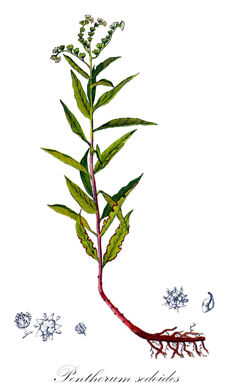 Penthorum sedoides - Penthoraceae,Plantae,Pteridobiotina,Angiosperms,Saxifragales,Penthoraceae,Penthorum,Penthorum sedoides