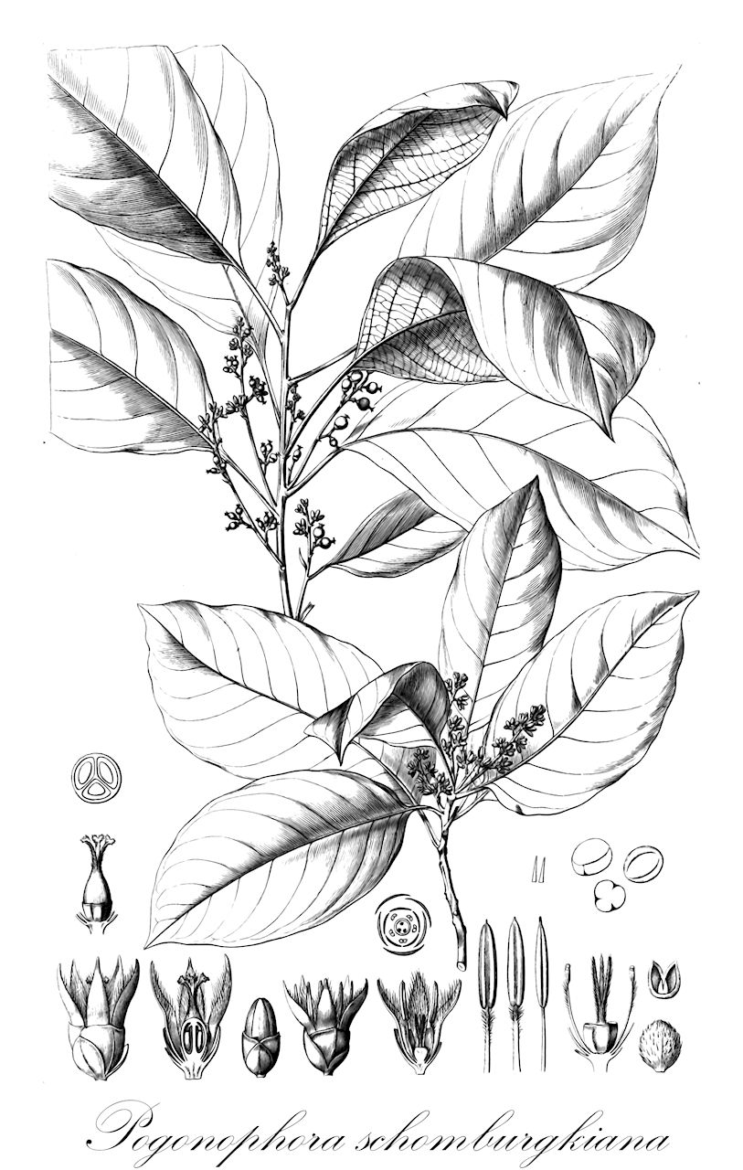 Pogonophora schomburgkiana - Peraceae,Plantae,Pteridobiotina,Angiosperms,Malpighiales,Peraceae,Pogonophora,Pogonophora schomburgkiana,Pogonophora glaziovii, Pogonophora schomburgkiana f. elliptica, Pogonophora schomburgkiana var. longifolia, Poraresia anomala