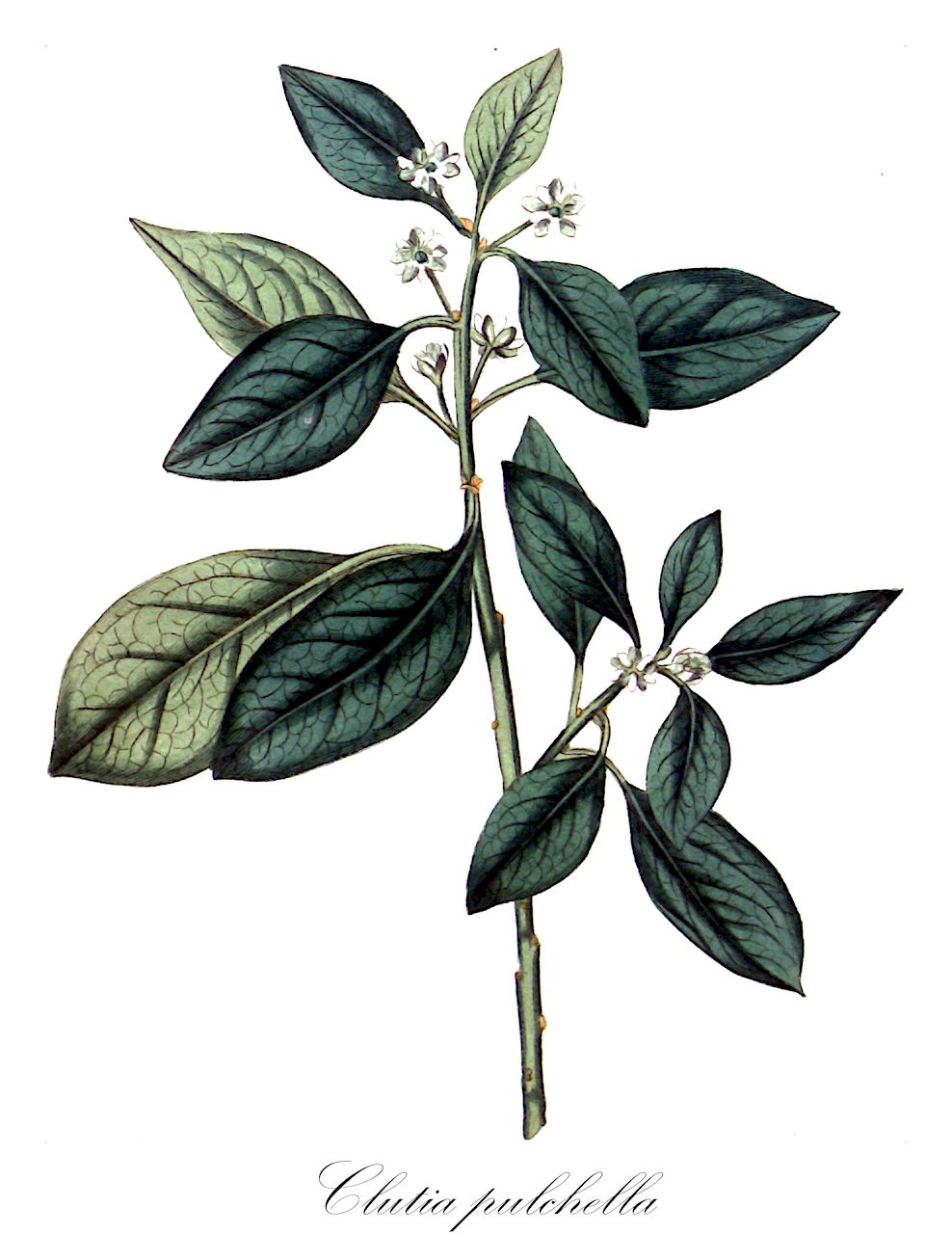 Clutia pulchella - Peraceae,Plantae,Pteridobiotina,Angiosperms,Malpighiales,Peraceae,Clutia,Clutia pulchella,Clutia pulchella f. genuina, Clutia pulchella var. genuina