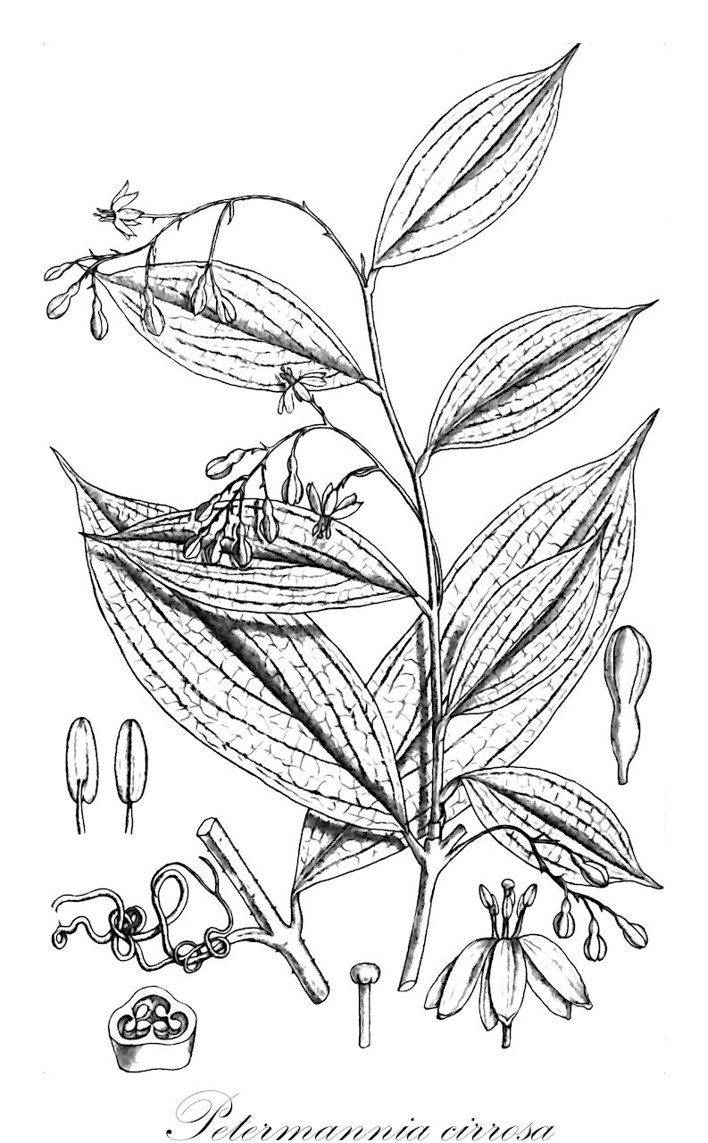 Petermannia cirrosa - Petermanniaceae,Plantae,Pteridobiotina,Angiosperms,Liliales,Petermanniaceae,Petermannia,Petermannia cirrosa