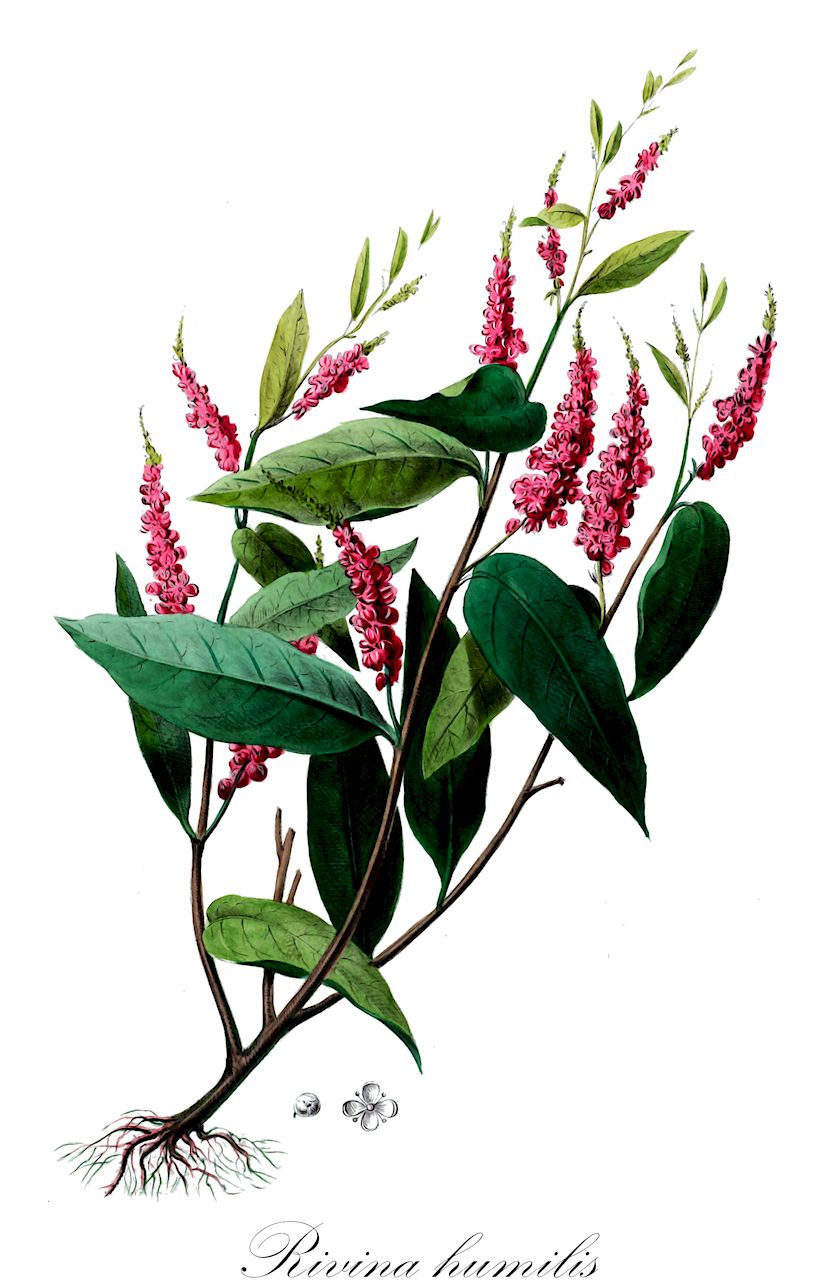 Rivina humilis - Petiveriaceae,Plantae,Pteridobiotina,Angiosperms,Caryophyllales,Petiveriaceae,Rivina,Rivina humilis,Piercea acuminata, Piercea glabra, Piercea obliquata, Piercea tomentosa, Rivina aurantiaca, Rivina bengalensis, Rivina brasiliensis, Rivina canescens, Rivina glabrata, Rivina gracilis, Rivina herbacea, Rivina humilis var. glabra, Rivina humilis var. humilis, Rivina humilis var. laevis, Rivina humilis var. orientalis, Rivina humilis var. plumbaginifolia, Rivina humilis var. puberula, Rivina laevis, Rivina laevis var. acuminata, Rivina laevis var. pubescens, Rivina lanceolata, Rivina mexicana, Rivina obliquata, Rivina orientalis, Rivina pallida, Rivina paraguayensis, Rivina portulaccoides, Rivina procumbens, Rivina puberula, Rivina purpurascens, Rivina tetrandra, Rivina tinctaria, Rivina vernalis, Rivina viridiflora, Rivina viridis, Solanoides laevis, Solanoides pubescens, Solanoides undulata, Tithonia humilis, Tithonia humilis f. humilis, Tithonia humilis var. humilis,Blutbeere;coralito;pigeonberry;rougeplant;dimwazèl;herbe au charpentier;lyann blan;rivinie;zèb blan;achotillo;carmin;carmín;corallilo;hierba del carpintero;erba da legnaioli;bloedbes;ривина низкая;shù zhū shān hú shǔ;数珠珊瑚属