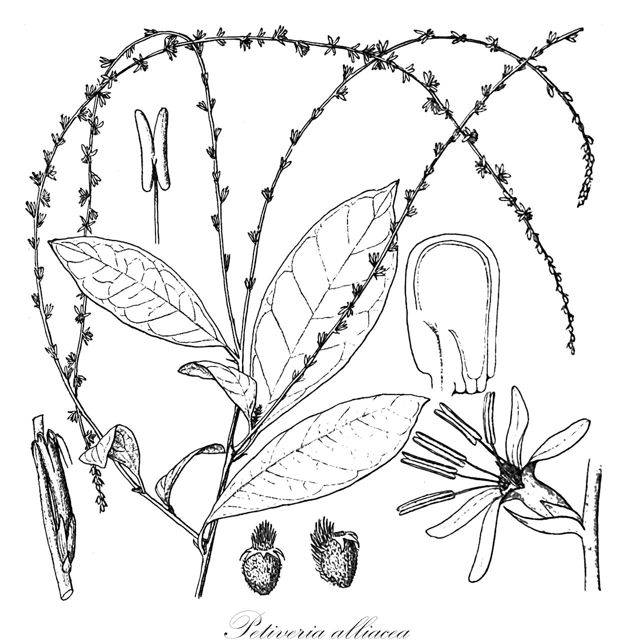 Petiveria alliacea - Petiveriaceae,Plantae,Pteridobiotina,Angiosperms,Caryophyllales,Petiveriaceae,Petiveria,Petiveria alliacea,Petiveria alliacea var. alliacea, Petiveria alliacea var. grandifolia, Petiveria alliacea var. octandra, Petiveria corrientina, Petiveria corrientina, Petiveria foetida, Petiveria hexandria, Petiveria ochroleuca, Petiveria octandra, Petiveria paraguayensis,anamú;guinea-hen-weed