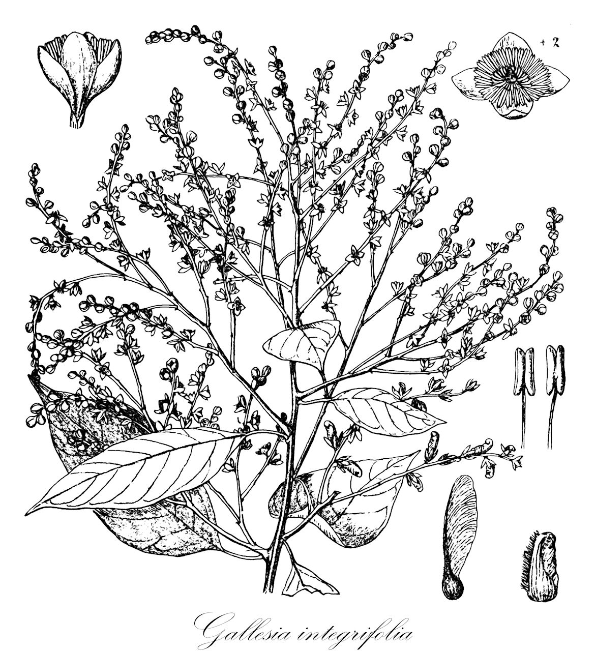 Gallesia integrifolia - Petiveriaceae,Plantae,Pteridobiotina,Angiosperms,Caryophyllales,Petiveriaceae,Gallesia,Gallesia integrifolia,Crateva gorarema, Gallesia gorazema, Gallesia integrifolia var. ovata, Gallesia ovata, Gallesia scorododendrum, Thouinia integrifolia
