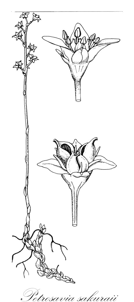 Petrosavia sakuraii - Petrosaviaceae,Plantae,Pteridobiotina,Angiosperms,Petrosaviales,Petrosaviaceae,Petrosavia,Petrosavia sakuraii,Miyoshia sakuraii, Miyoshia sinii, Petrosavia miyoshia-sakuraii, Petrosavia sinii, Protolirion miyoshia-sakuraii, Protolirion sakuraii, Protolirion sinii