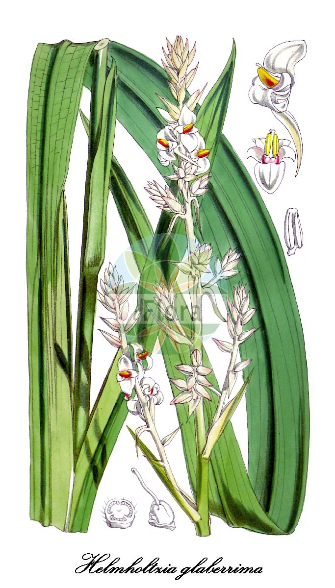 Helmholtzia glaberrima - Philydraceae,Plantae,Pteridobiotina,Angiosperms,Commelinales,Pontederiineae,Philydraceae,Helmholtzia,Helmholtzia glaberrima,Orthothylax glaberrimus, Philydrum glaberrimum
