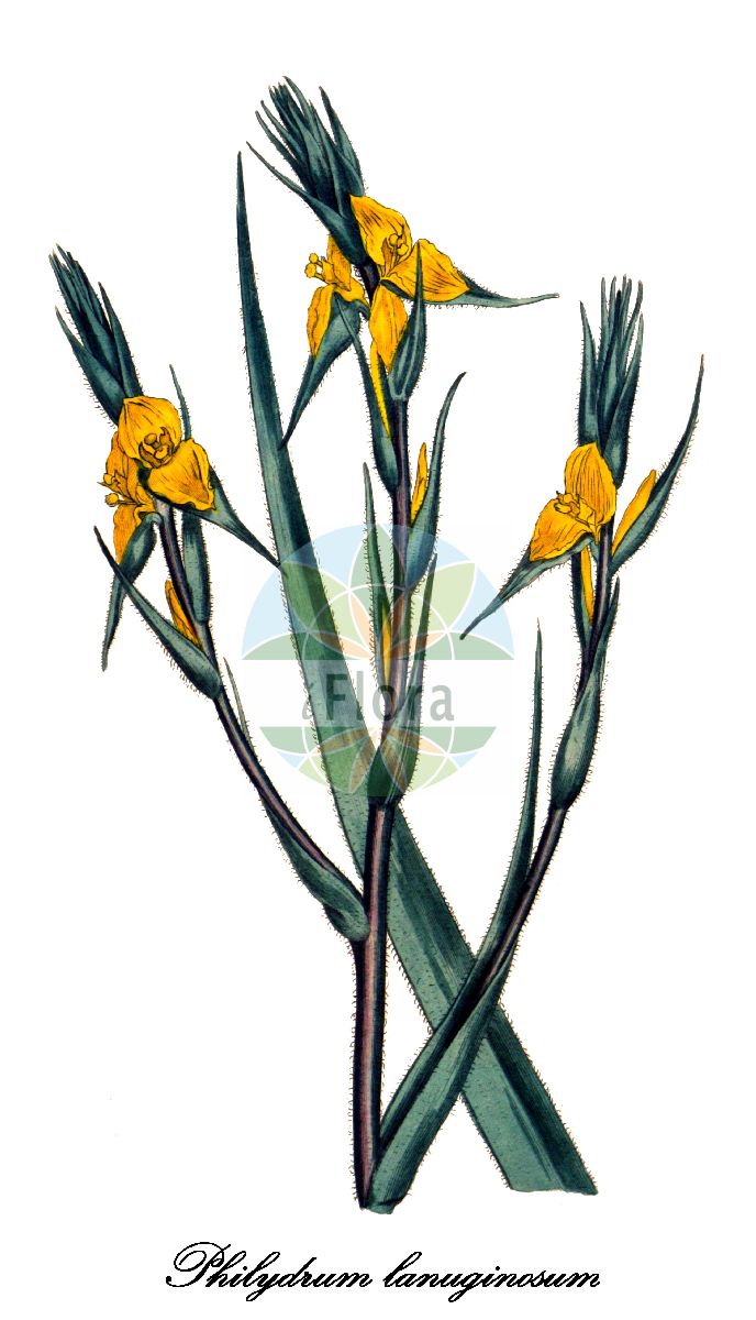 Philydrum lanuginosum - Philydraceae,Plantae,Pteridobiotina,Angiosperms,Commelinales,Pontederiineae,Philydraceae,Philydrum,Philydrum lanuginosum,Garciana cochinchinensis