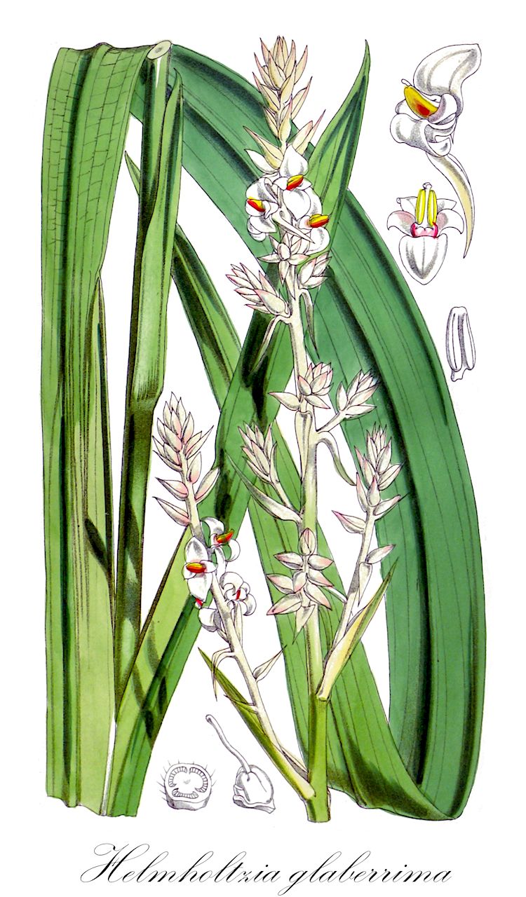 Helmholtzia glaberrima - Philydraceae,Plantae,Pteridobiotina,Angiosperms,Commelinales,Pontederiineae,Philydraceae,Helmholtzia,Helmholtzia glaberrima,Orthothylax glaberrimus, Philydrum glaberrimum