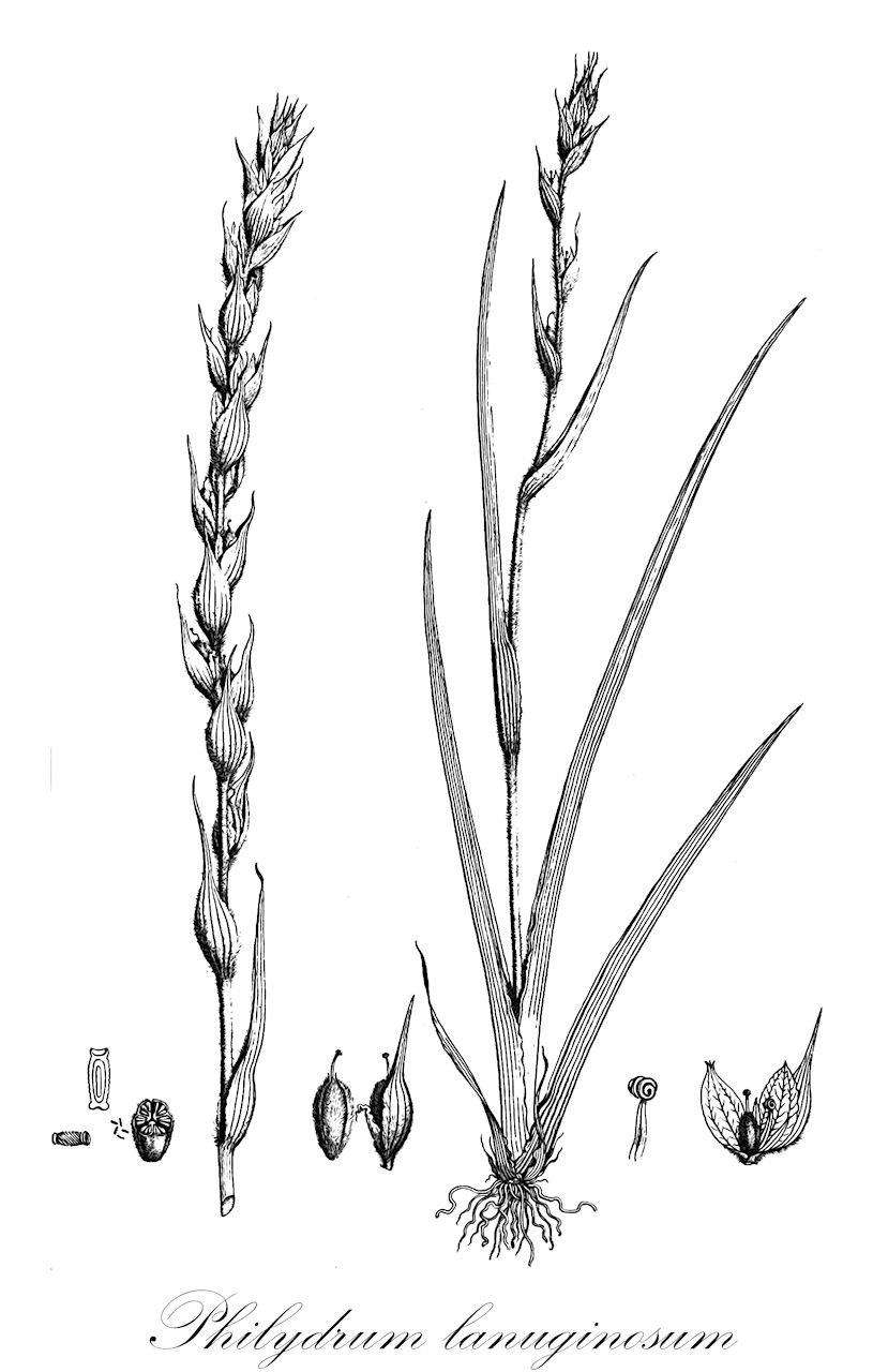 Philydrum lanuginosum - Philydraceae,Plantae,Pteridobiotina,Angiosperms,Commelinales,Pontederiineae,Philydraceae,Philydrum,Philydrum lanuginosum,Garciana cochinchinensis
