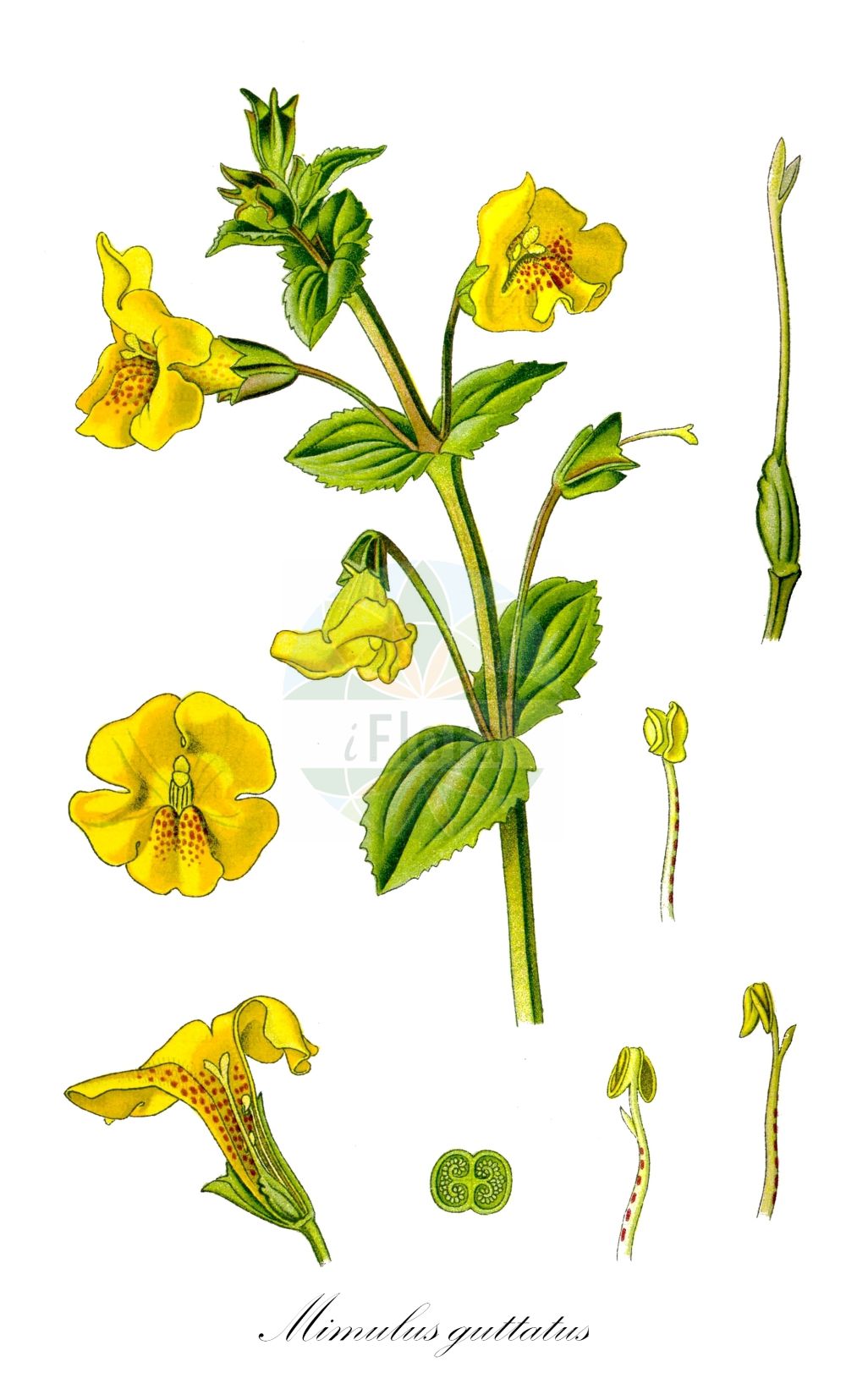 Erythranthe guttata - Phrymaceae,Plantae,Pteridobiotina,Angiosperms,Lamiales,Phrymaceae,Erythranthe,Erythranthe guttata,Mimulus clementinus, Mimulus cupriphilus, Mimulus duplex, Mimulus equinus, Mimulus exquisitus, Mimulus formosa-elegans, Mimulus glabratus var. adscendens, Mimulus grandiflorus, Mimulus guttatus, Mimulus guttatus subsp. guttatus, Mimulus guttatus subsp. haidensis, Mimulus guttatus subsp. litoralis, Mimulus guttatus subsp. typicus, Mimulus guttatus var. cupriphilus, Mimulus guttatus var. depauperatus, Mimulus guttatus var. gracilior, Mimulus guttatus var. guttatus, Mimulus guttatus var. lyratus, Mimulus guttatus var. platycalyx, Mimulus guttatus var. puberulus, Mimulus hirsutus, Mimulus langsdorffii, Mimulus langsdorffii var. argutus, Mimulus langsdorffii var. guttatus, Mimulus langsdorffii var. minima, Mimulus langsdorffii var. platyphyllus, Mimulus luteus var. depauperatus, Mimulus lyratus, Mimulus maclainii, Mimulus paniculatus, Mimulus petiolaris, Mimulus pictus, Mimulus platycalyx, Mimulus prionophyllus, Mimulus puberulus, Mimulus puberulus, Mimulus whipplei,Gefleckte Gauklerblume;Gelbe Gauklerblume;blood-drop-emlets;monkeyflower;monkey musk;seep monkey flower;Mimule ponctué;mimule tacheté;Mimolo giallo;Mimolo macchiato;maskerbloem;gele maskerbloem;губастик крапчатый;krabuljača;gyckelblomma;åben abeblomst;kroplik żółty;živorumeni krinkar;bohócvirág;kejklířka skvrnitá;čarodejka škvrnitá;губастик крапчастий;росен мимулус;kollane pärdiklill;lāsainā pērtiķmutīte;gjøglerblom;täpläapinankukka;geltonžiedis puikūnas