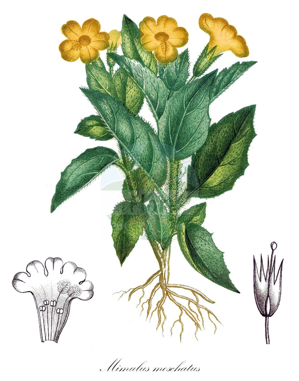 Erythranthe moschata - Phrymaceae,Plantae,Pteridobiotina,Angiosperms,Lamiales,Phrymaceae,Erythranthe,Erythranthe moschata,Erythranthe inodora, Erythranthe moniliformis, Mimulus acutidens, Mimulus crinitus, Mimulus dentatus var. gracilis, Mimulus guttatus var. moschatus, Mimulus inodorus, Mimulus leibergii, Mimulus macranthus, Mimulus moniliformis, Mimulus moschatus, Mimulus moschatus unr. flore-pleno, Mimulus moschatus var. longiflorus, Mimulus moschatus var. moniliformis, Mimulus moschatus var. moschatus, Mimulus moschatus var. pallidiflorus,Moschus-Gauklerblume;musk;musk flower;musk monkey;musk plant;Mimule musqué;mimule tacheté;almizcle;Mimolo muschiato;mimolo;mimolo moscato;muskusplantje;губастик мускусный;kroplik piżmowy;muškatni krinkar;pézsmagyöngyike;kejklířka pižmová
