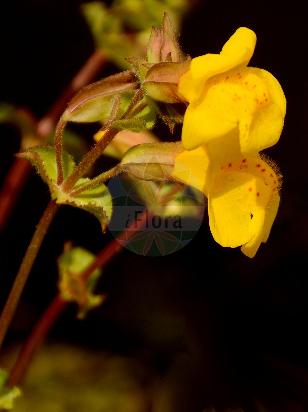 Erythranthe guttata - Phrymaceae,Plantae,Pteridobiotina,Angiosperms,Lamiales,Phrymaceae,Erythranthe,Erythranthe guttata,Mimulus clementinus, Mimulus cupriphilus, Mimulus duplex, Mimulus equinus, Mimulus exquisitus, Mimulus formosa-elegans, Mimulus glabratus var. adscendens, Mimulus grandiflorus, Mimulus guttatus, Mimulus guttatus subsp. guttatus, Mimulus guttatus subsp. haidensis, Mimulus guttatus subsp. litoralis, Mimulus guttatus subsp. typicus, Mimulus guttatus var. cupriphilus, Mimulus guttatus var. depauperatus, Mimulus guttatus var. gracilior, Mimulus guttatus var. guttatus, Mimulus guttatus var. lyratus, Mimulus guttatus var. platycalyx, Mimulus guttatus var. puberulus, Mimulus hirsutus, Mimulus langsdorffii, Mimulus langsdorffii var. argutus, Mimulus langsdorffii var. guttatus, Mimulus langsdorffii var. minima, Mimulus langsdorffii var. platyphyllus, Mimulus luteus var. depauperatus, Mimulus lyratus, Mimulus maclainii, Mimulus paniculatus, Mimulus petiolaris, Mimulus pictus, Mimulus platycalyx, Mimulus prionophyllus, Mimulus puberulus, Mimulus puberulus, Mimulus whipplei,Gefleckte Gauklerblume;Gelbe Gauklerblume;blood-drop-emlets;monkeyflower;monkey musk;seep monkey flower;Mimule ponctué;mimule tacheté;Mimolo giallo;Mimolo macchiato;maskerbloem;gele maskerbloem;губастик крапчатый;krabuljača;gyckelblomma;åben abeblomst;kroplik żółty;živorumeni krinkar;bohócvirág;kejklířka skvrnitá;čarodejka škvrnitá;губастик крапчастий;росен мимулус;kollane pärdiklill;lāsainā pērtiķmutīte;gjøglerblom;täpläapinankukka;geltonžiedis puikūnas