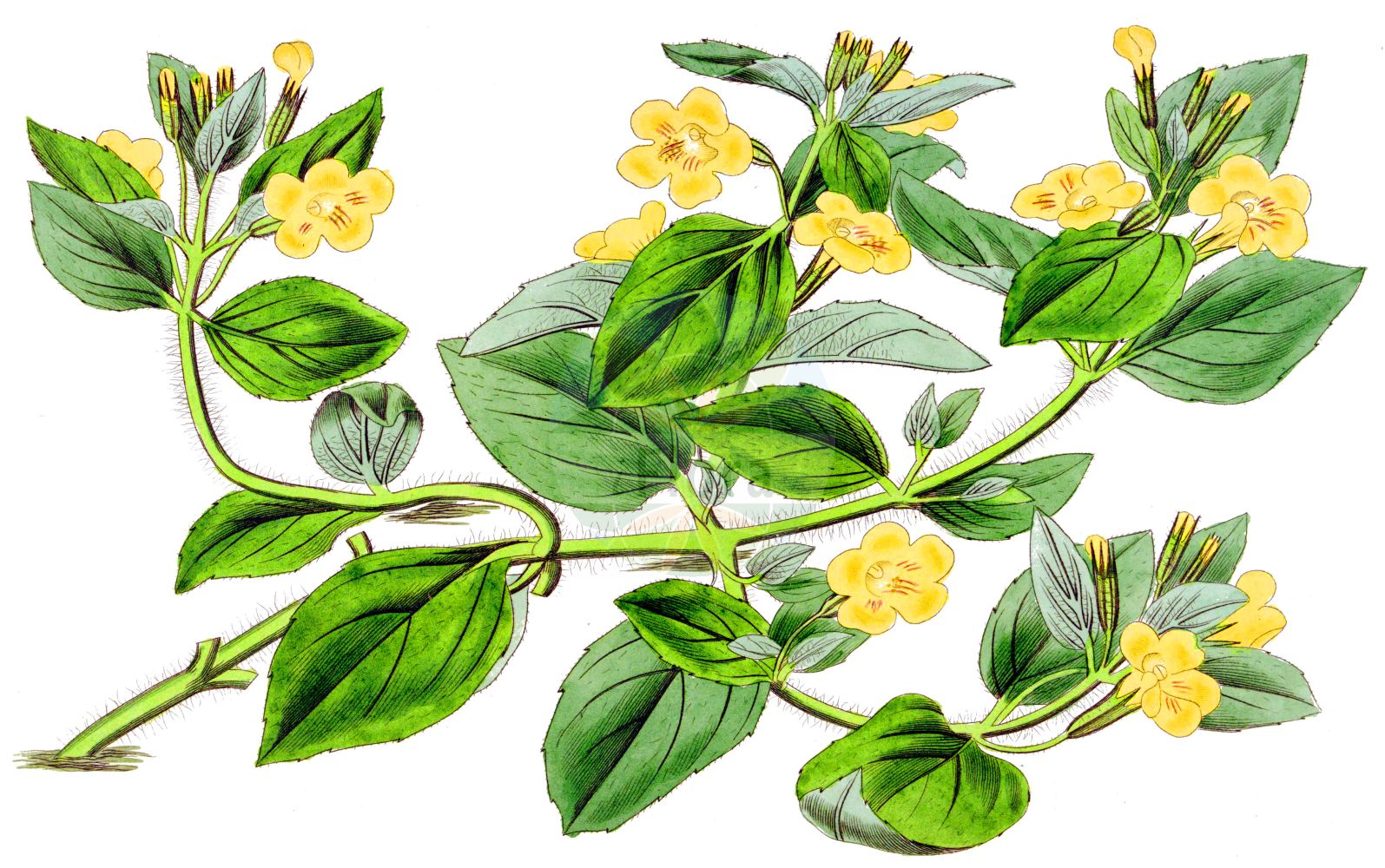 Erythranthe moschata - Phrymaceae,Plantae,Pteridobiotina,Angiosperms,Lamiales,Phrymaceae,Erythranthe,Erythranthe moschata,Erythranthe inodora, Erythranthe moniliformis, Mimulus acutidens, Mimulus crinitus, Mimulus dentatus var. gracilis, Mimulus guttatus var. moschatus, Mimulus inodorus, Mimulus leibergii, Mimulus macranthus, Mimulus moniliformis, Mimulus moschatus, Mimulus moschatus unr. flore-pleno, Mimulus moschatus var. longiflorus, Mimulus moschatus var. moniliformis, Mimulus moschatus var. moschatus, Mimulus moschatus var. pallidiflorus,Moschus-Gauklerblume;musk;musk flower;musk monkey;musk plant;Mimule musqué;mimule tacheté;almizcle;Mimolo muschiato;mimolo;mimolo moscato;muskusplantje;губастик мускусный;kroplik piżmowy;muškatni krinkar;pézsmagyöngyike;kejklířka pižmová