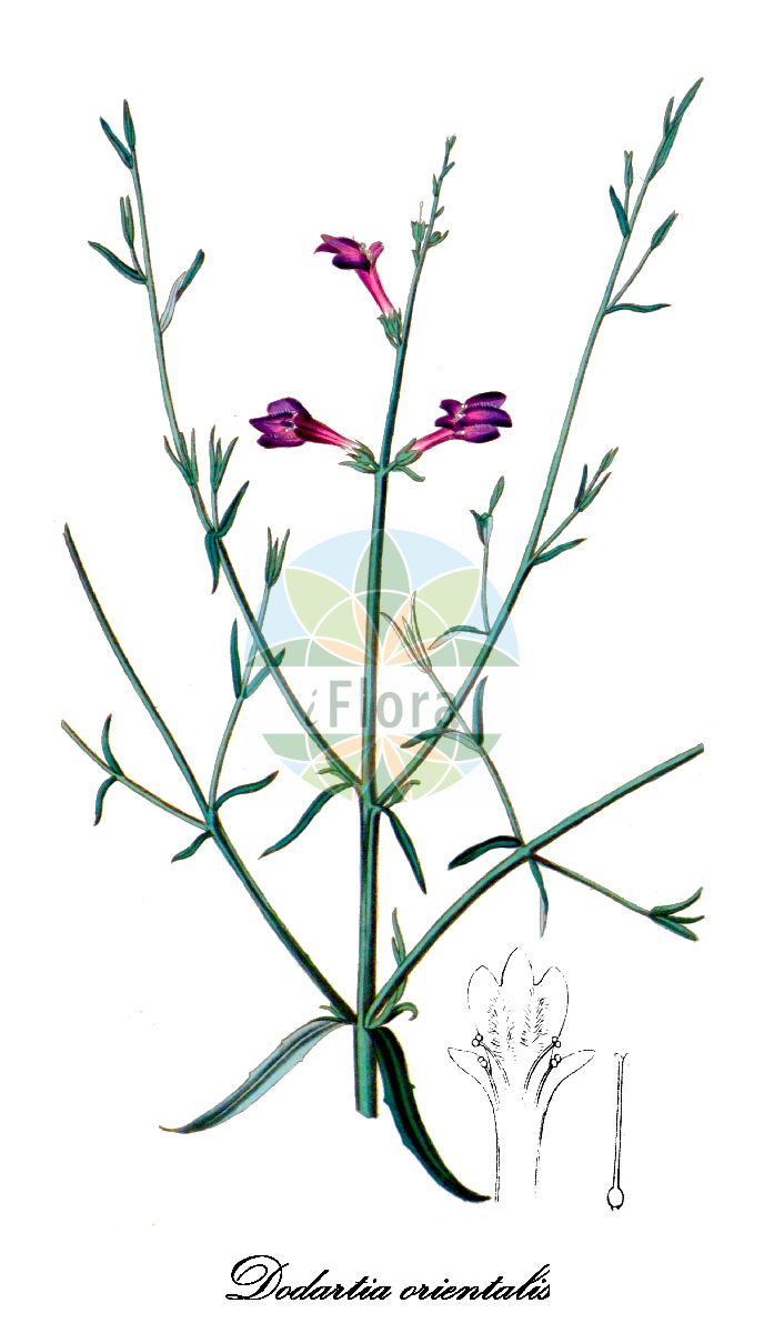 Dodartia orientalis - Mazaceae,Plantae,Pteridobiotina,Angiosperms,Lamiales,Mazaceae,Dodartia,Dodartia orientalis,Dodartia atrocoerulea, Dodartia virgata,додарция восточная;diligüzel;додарція східна