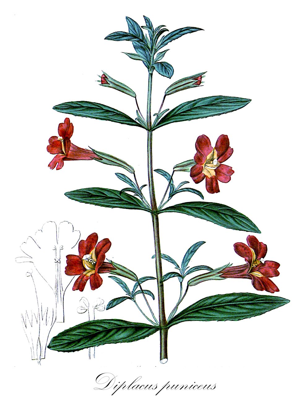 Diplacus puniceus - Phrymaceae,Plantae,Pteridobiotina,Angiosperms,Lamiales,Phrymaceae,Diplacus,Diplacus puniceus,Diplacus aurantiacus var. puniceus, Diplacus glutinosus var. puniceus, Mimulus aurantiacus var. puniceus, Mimulus glutinosus var. puniceus, Mimulus puniceus,red bush monkeyflower