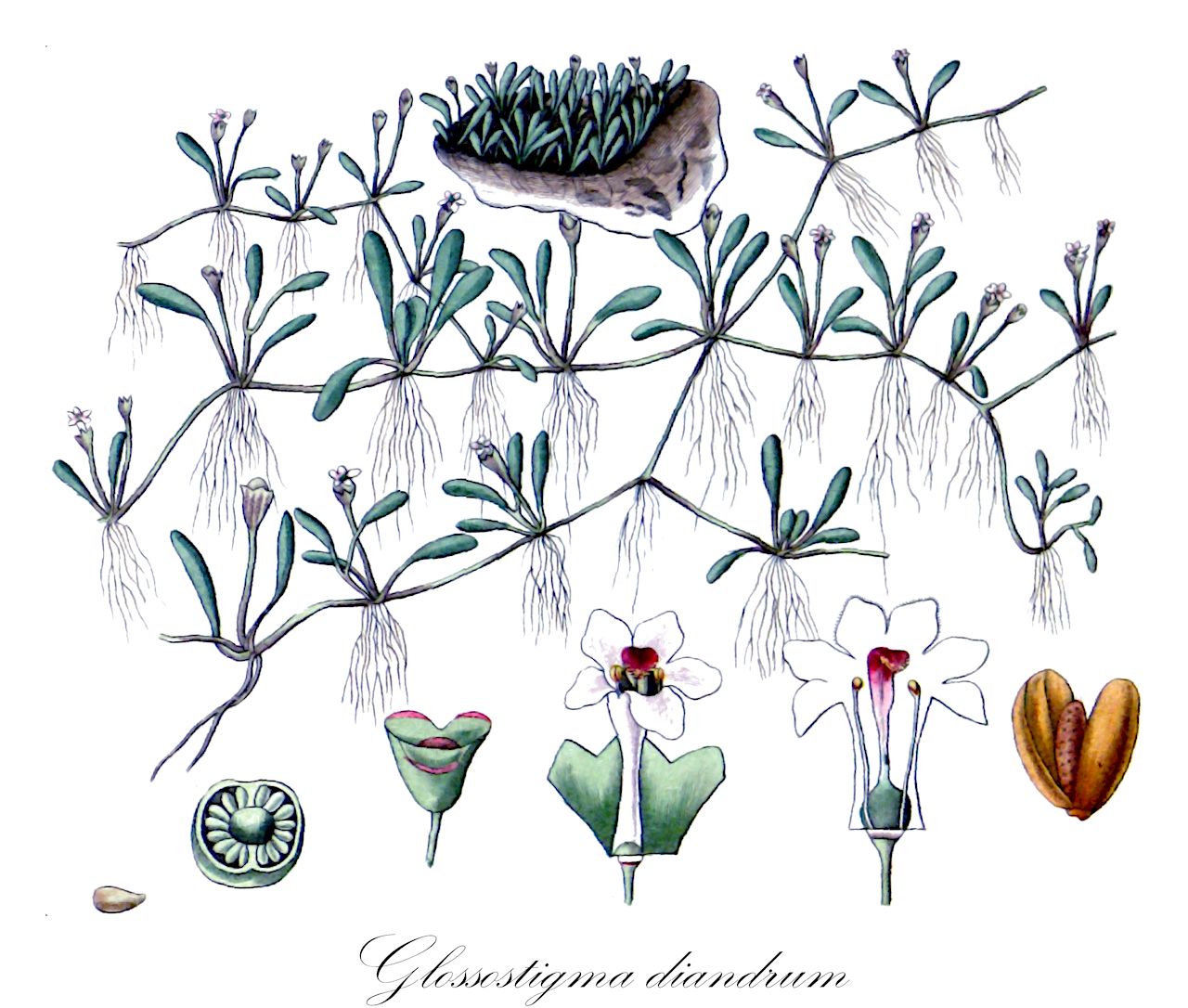 Glossostigma diandrum - Phrymaceae,Plantae,Pteridobiotina,Angiosperms,Lamiales,Phrymaceae,Glossostigma,Glossostigma diandrum,Glossostigma spathulatum, Limosella diandra, Microcarpaea cuneifolia, Microcarpaea spathulata, Peltimela cuneata, Peplidium capense, Peplidium diandrum