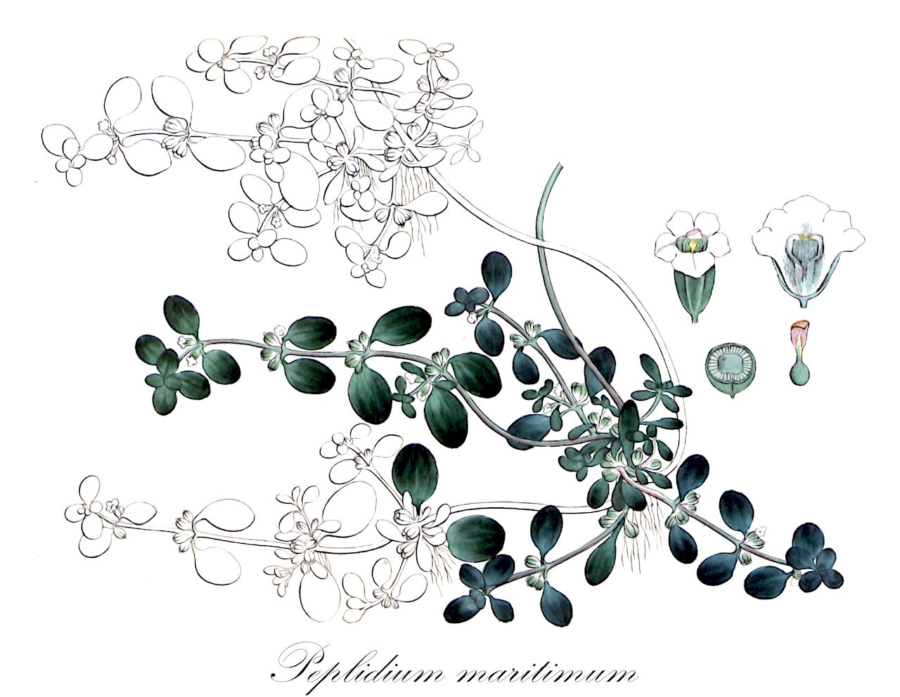 Peplidium maritimum - Phrymaceae,Plantae,Pteridobiotina,Angiosperms,Lamiales,Phrymaceae,Peplidium,Peplidium maritimum,Eplidium humifusum, Microcarpaea cochlearifolia, Microcarpaea diandra, Peplidium humifusum