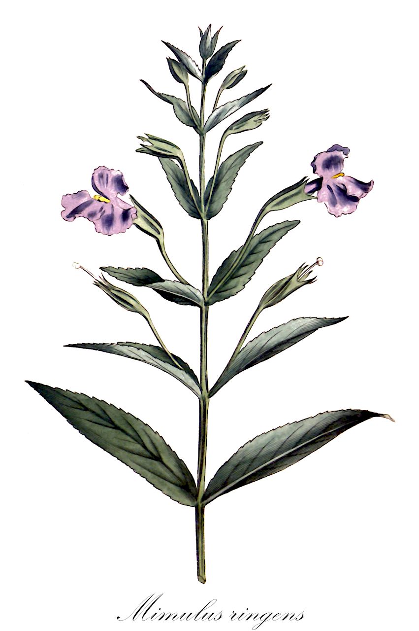 Mimulus ringens - Phrymaceae,Plantae,Pteridobiotina,Angiosperms,Lamiales,Phrymaceae,Mimulus,Mimulus ringens,Blaue Gauklerblume;allegheny monkeyflower;estuary monkeyflower;mad-dog weed;marsh skullcap;mimule à fleurs entrouvertes;square-stemmed monkeyflower