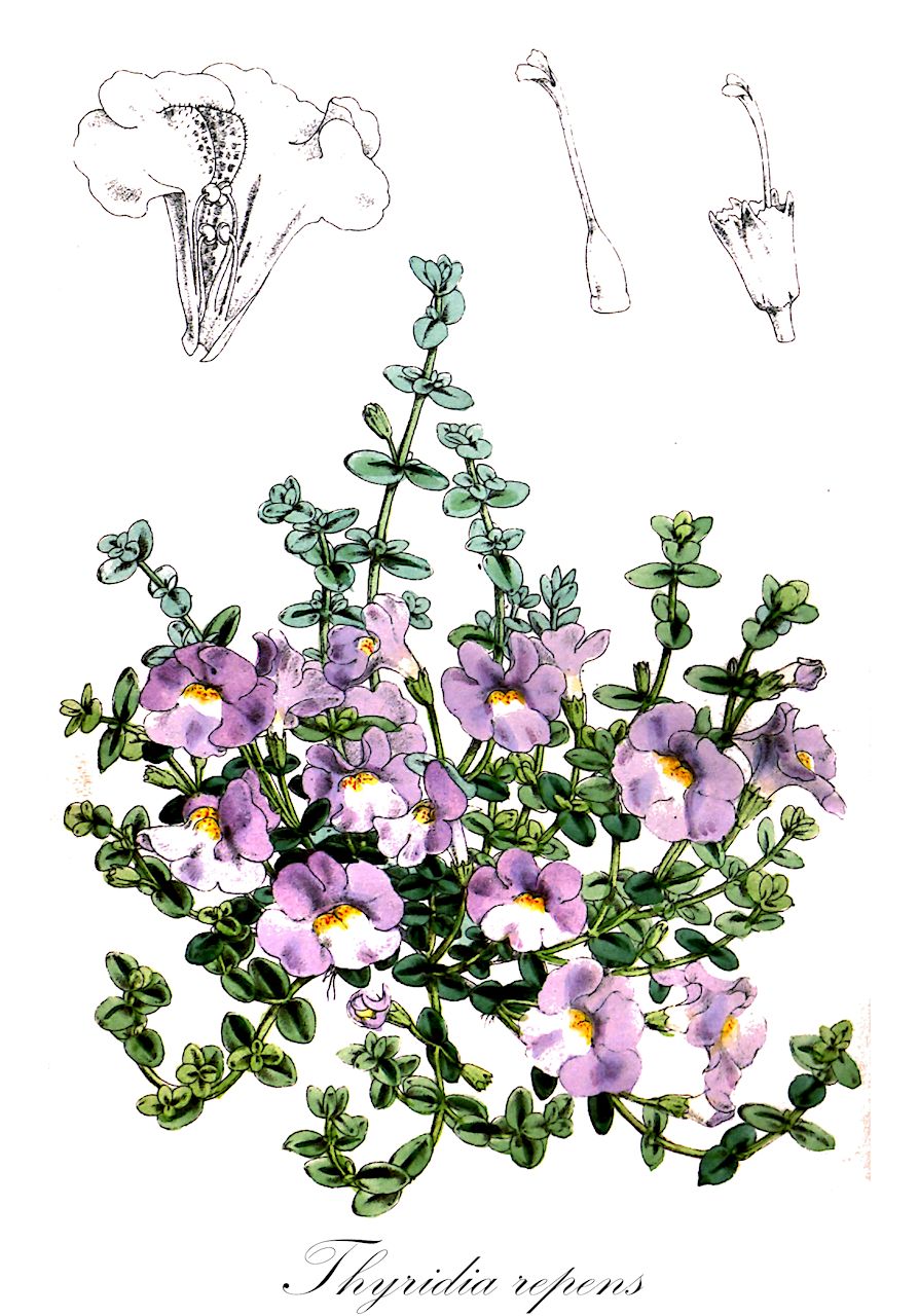 Thyridia repens - Phrymaceae,Plantae,Pteridobiotina,Angiosperms,Lamiales,Phrymaceae,Thyridia,Thyridia repens,Mimulus colensoi, Mimulus repens